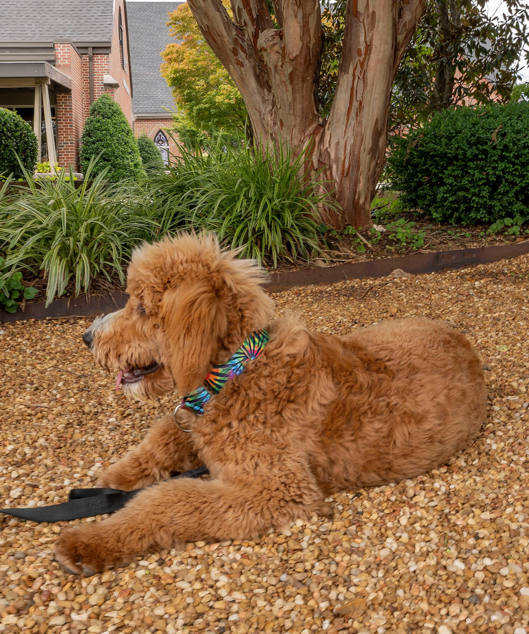 Country Brook Petz - Tie Dye Stripes Martingale Dog Collar - Groovy Collection Featuring Far Out Designs (1/2 Inch, 2XS)