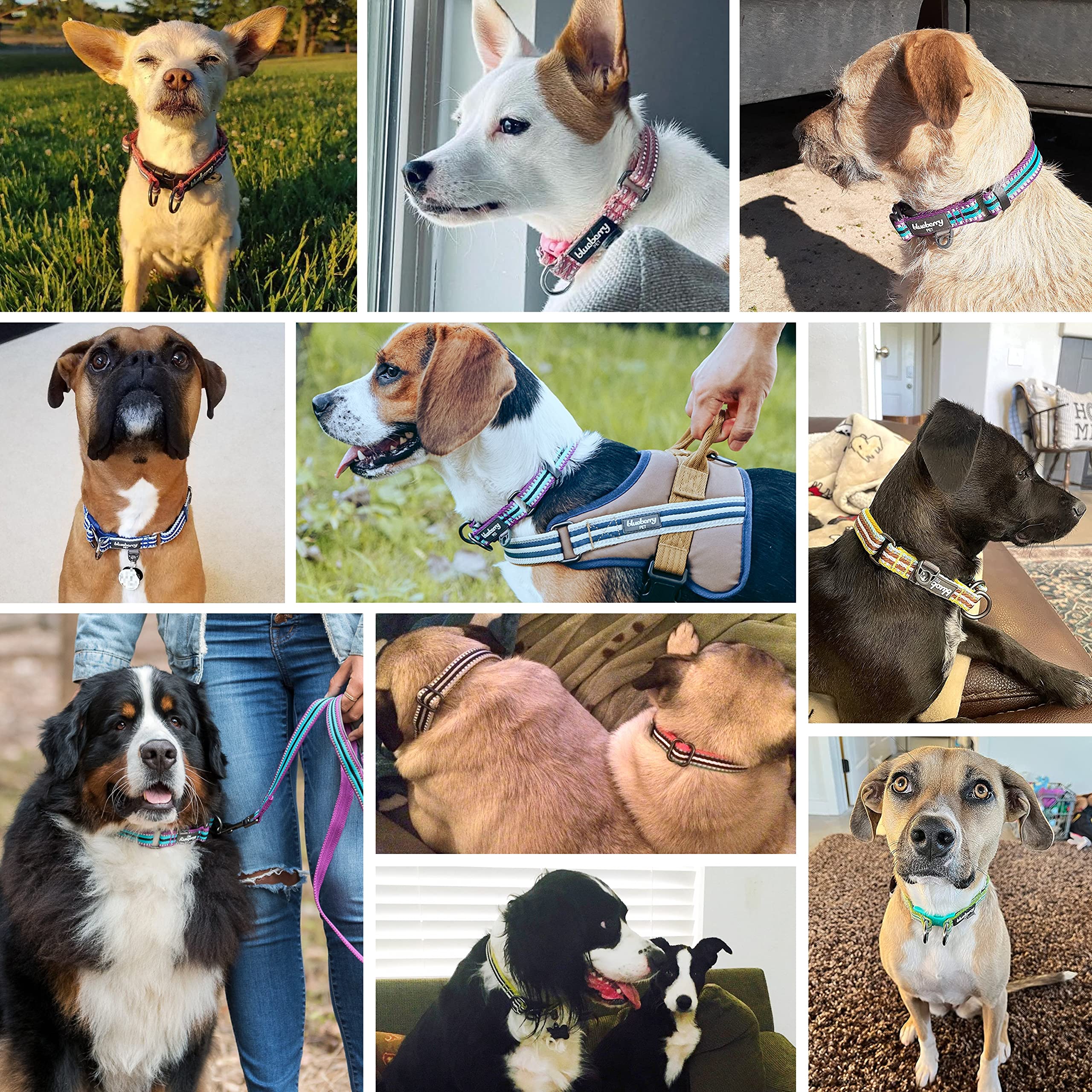 Blueberry Pet Dual D-Ring Safety Dog Collar | Adjustable Nylon Collar with Multicolor Stripes in Mixed Tone Rainbow Color| Durab