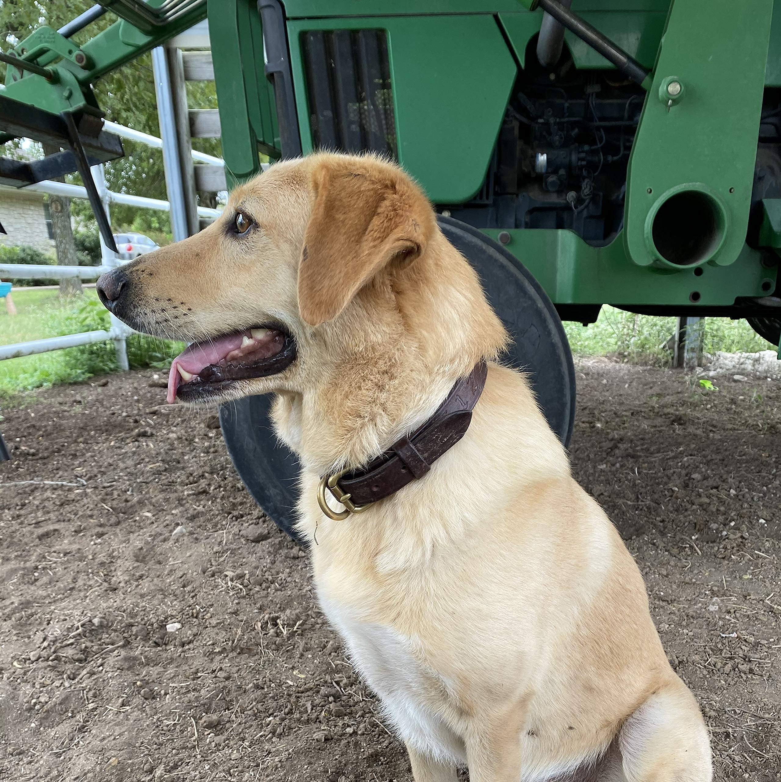 Boxwood And Mum Handmade Adjustable Leather Dog Collars For Medium Dogs And Large Dogs, Vegetable Tanned Bridle Leather Dog Trai
