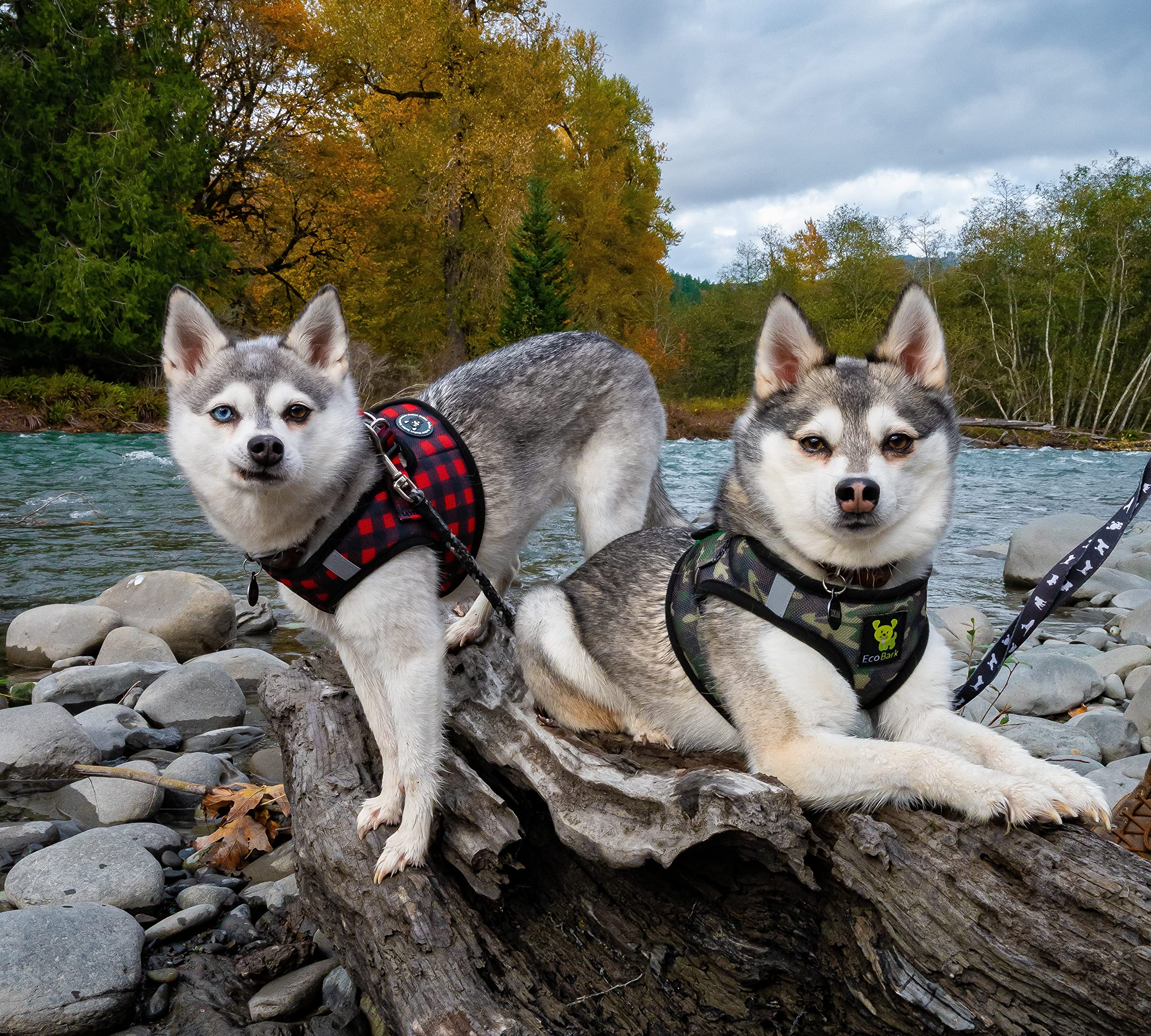 Ecobark Step In Dog Harness - Eco-Friendly Small Breed Dog Harnesses For Xxs, Xs, And Small Dogs - Reflective And Adjustable Mini Body Halter Vest - Tiny Soft Mesh Toy Breed Harness (Red Plaid, Xs)
