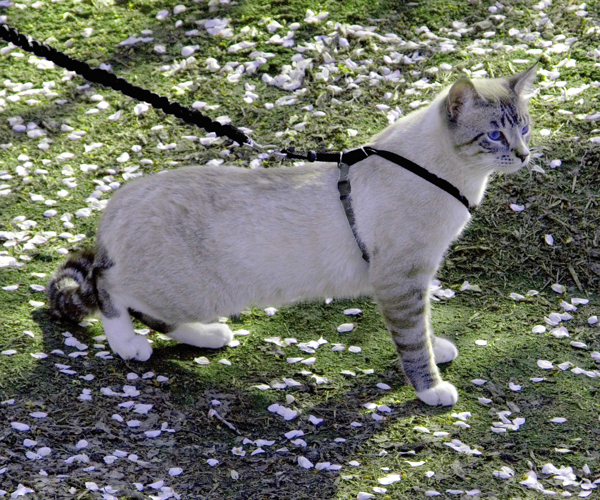 Petsafe Come With Me Kitty Harness And Bungee Leash, Medium, Black