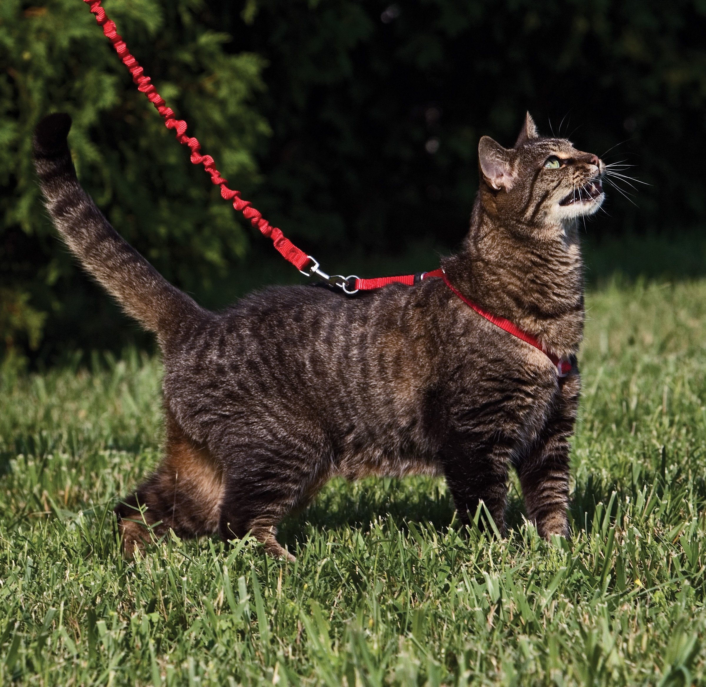 Petsafe Come With Me Kitty Harness And Bungee Leash, Small, Red