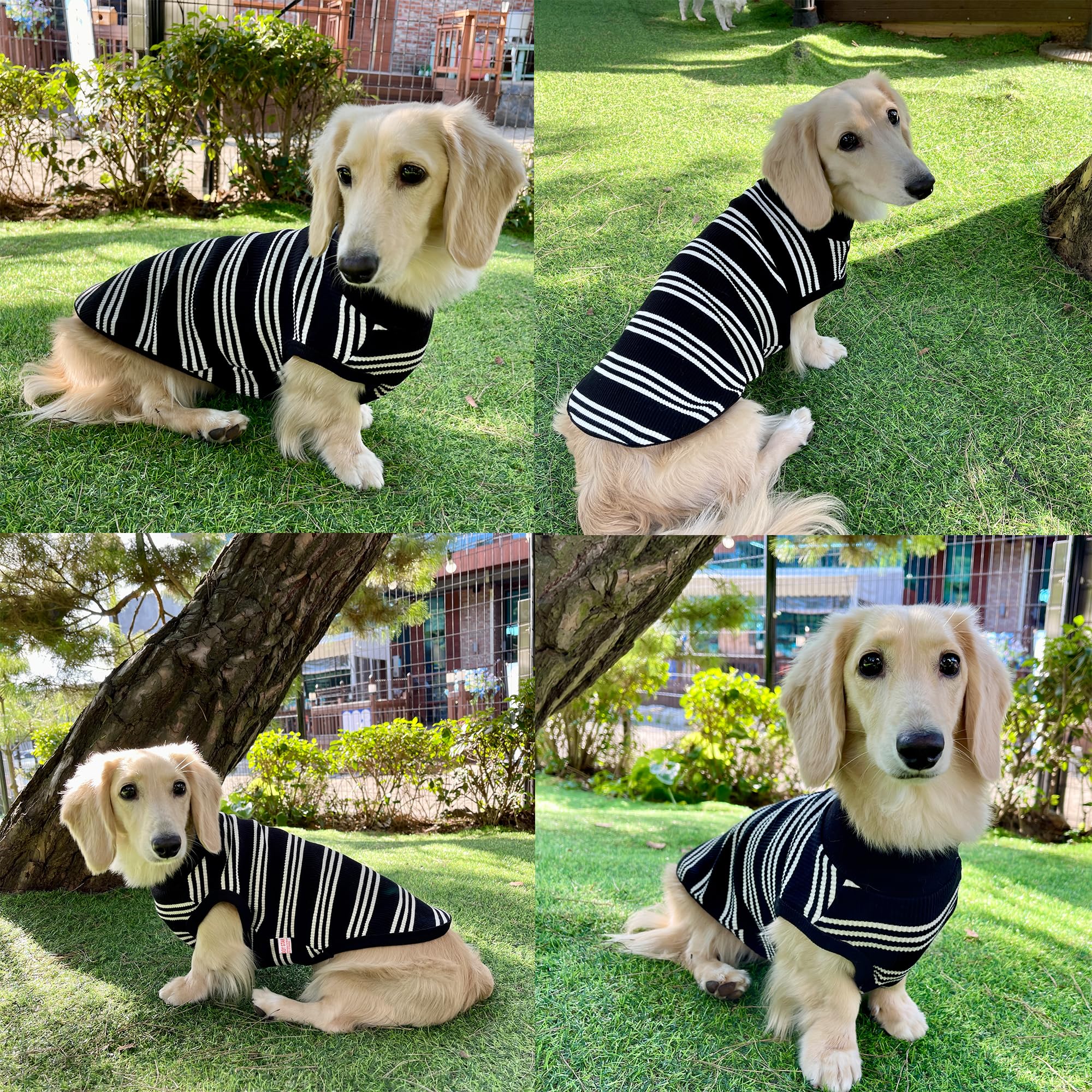 D Doggy Star Dachshund Clothes For Dogs Mini And Adults T Shirts (Xl,Ivory Stripe)