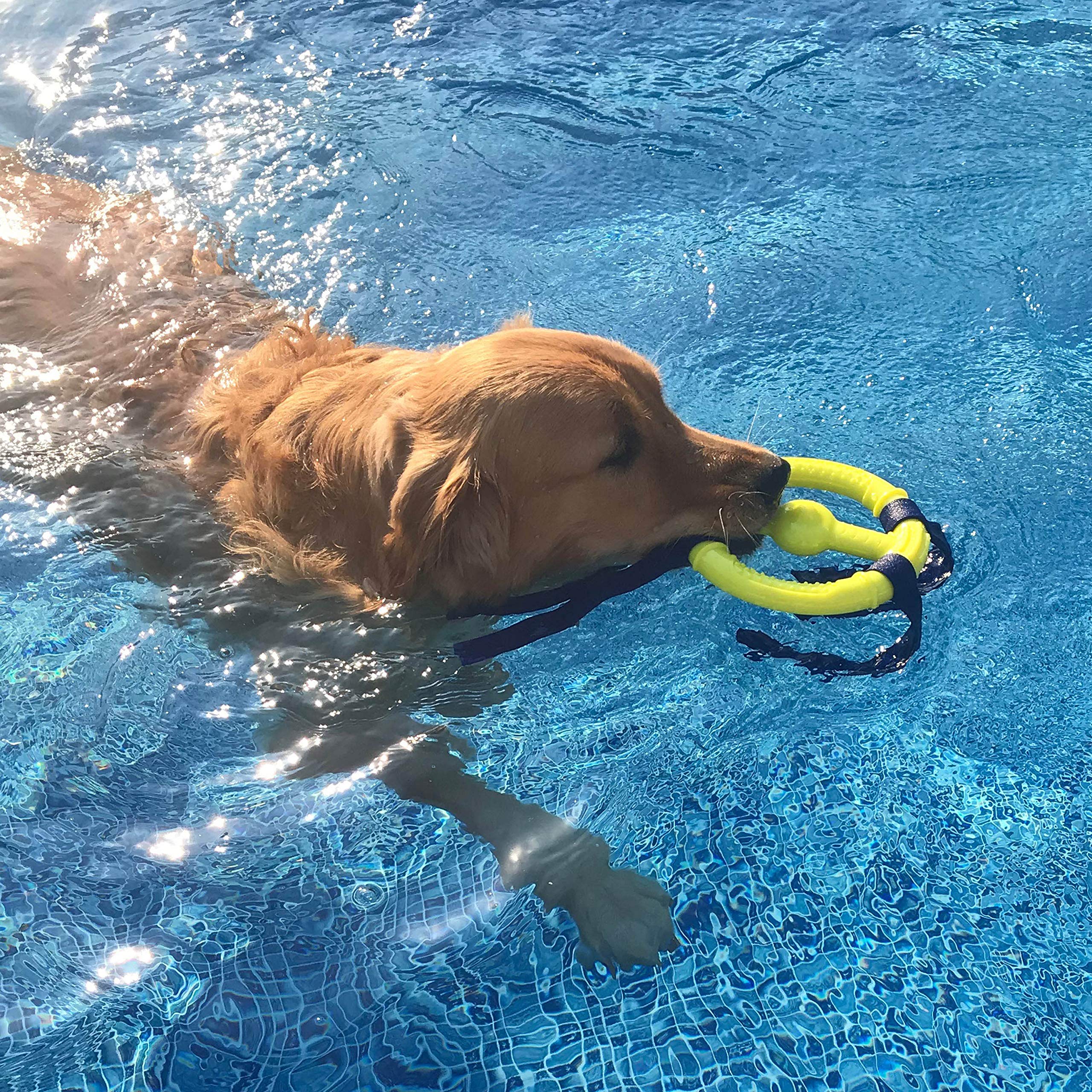 Nylabone Power Play Ring Thing Floatable Interactive Play Toy, Fetch Toy For Dogs, Medium (1 Count)