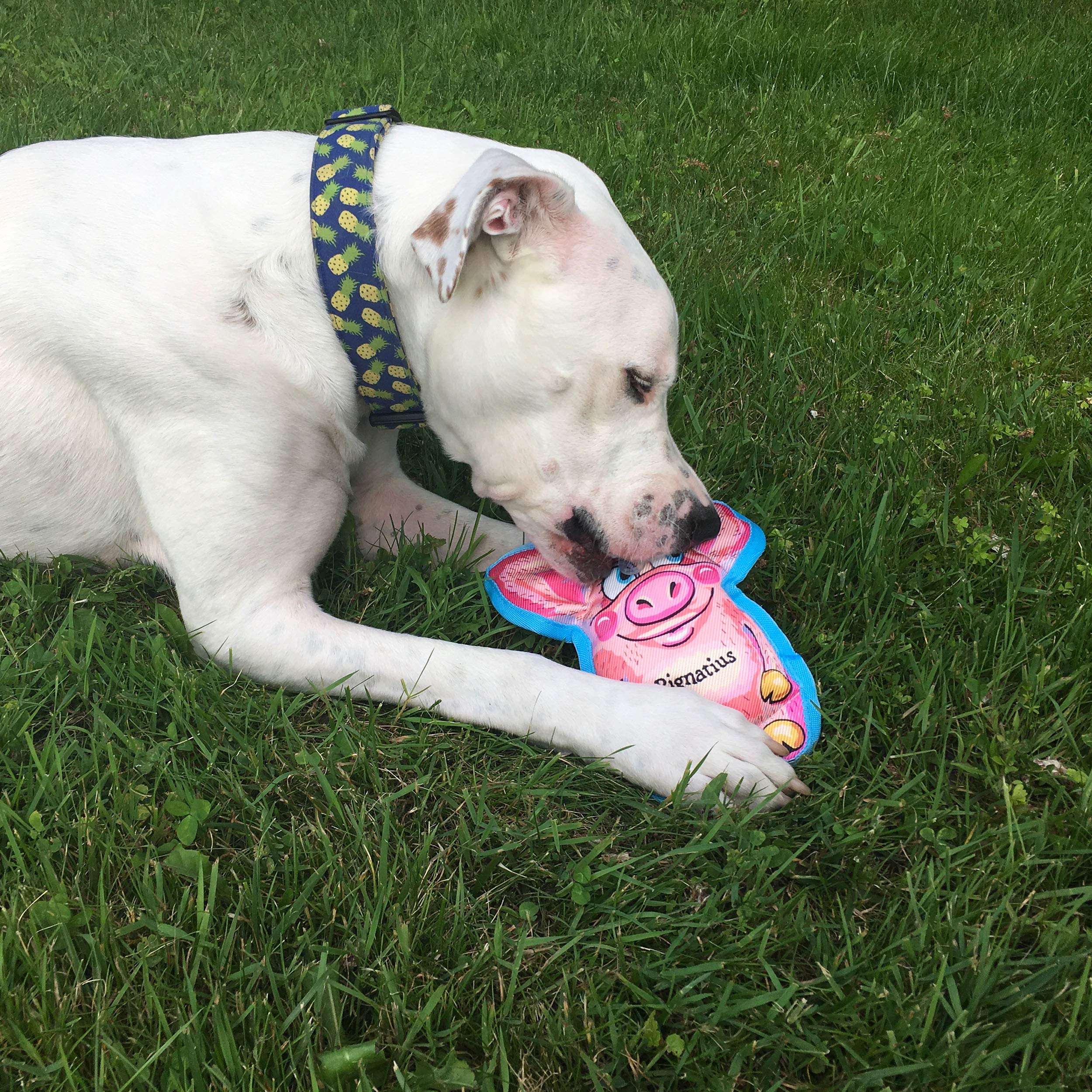 Fuzzu Durable Dog Toy With Squeaker - Floppy Tough Chew Toy, All Ears - Pignatius, Small Inch