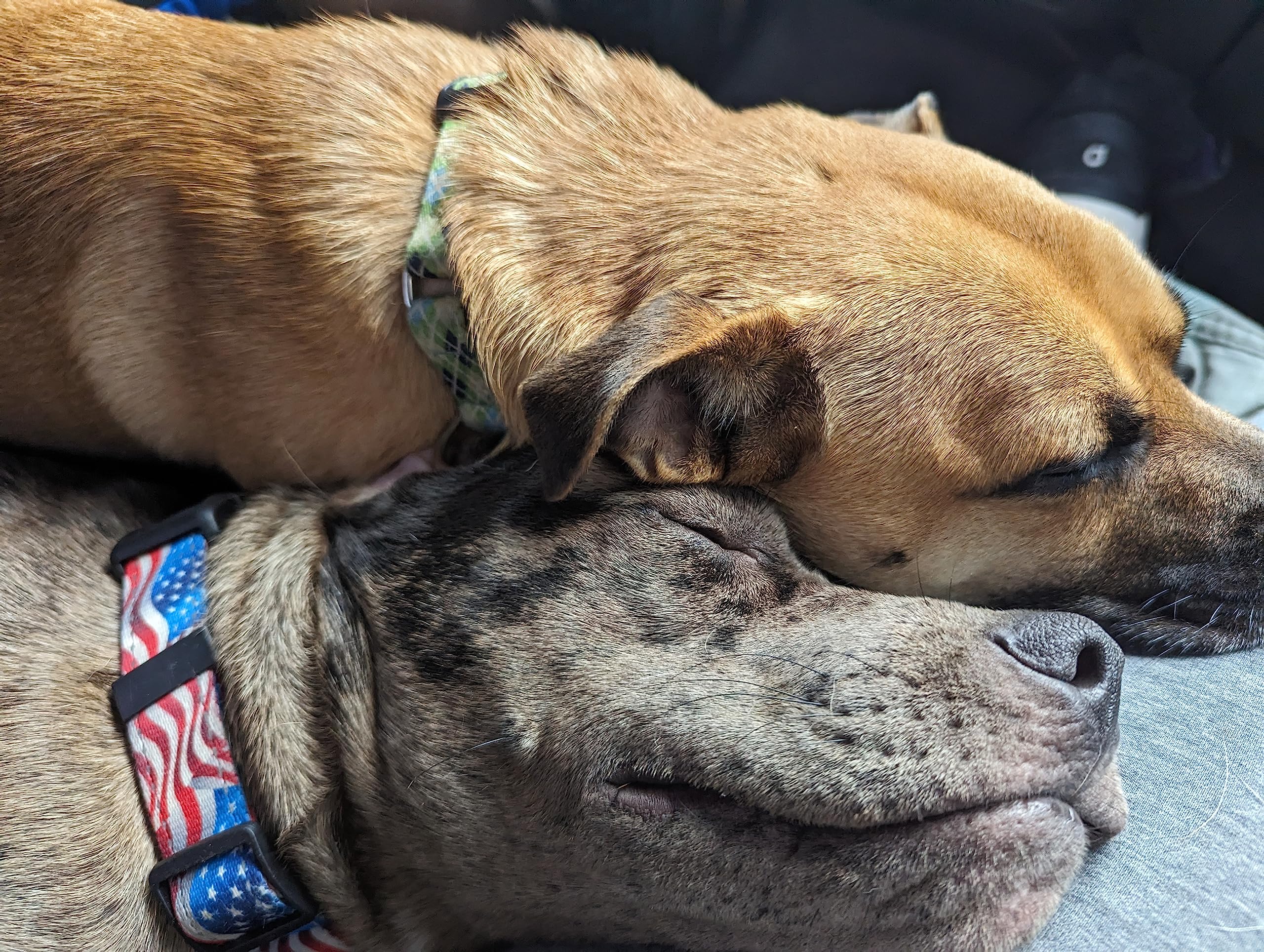 Country Brook Petz - Deluxe Flying Free Reflective Dog Collar Collection Featured Night Safe Designs (1 Inch, Extra Large)