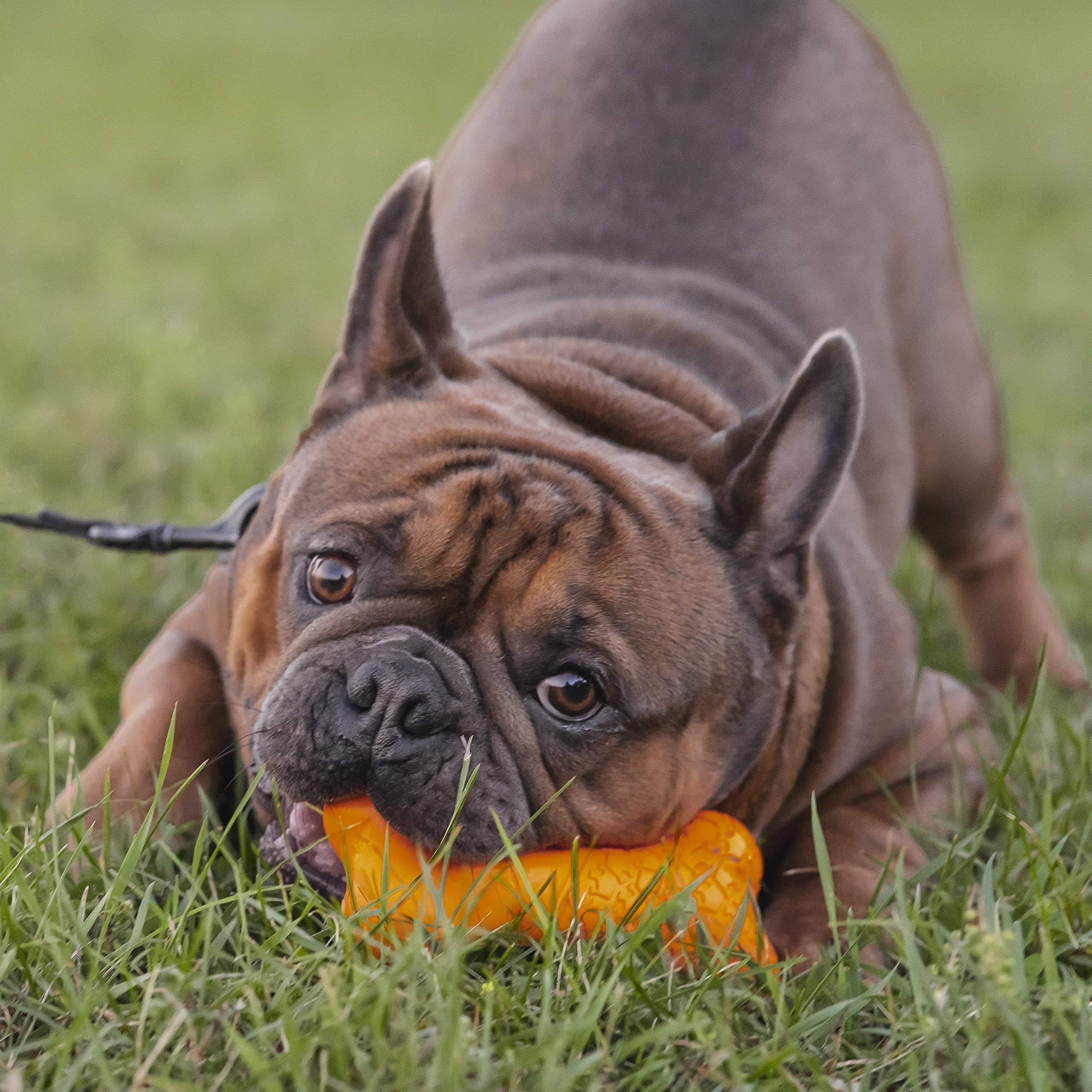 Chew King Bacon Flavor Rubber Bone
