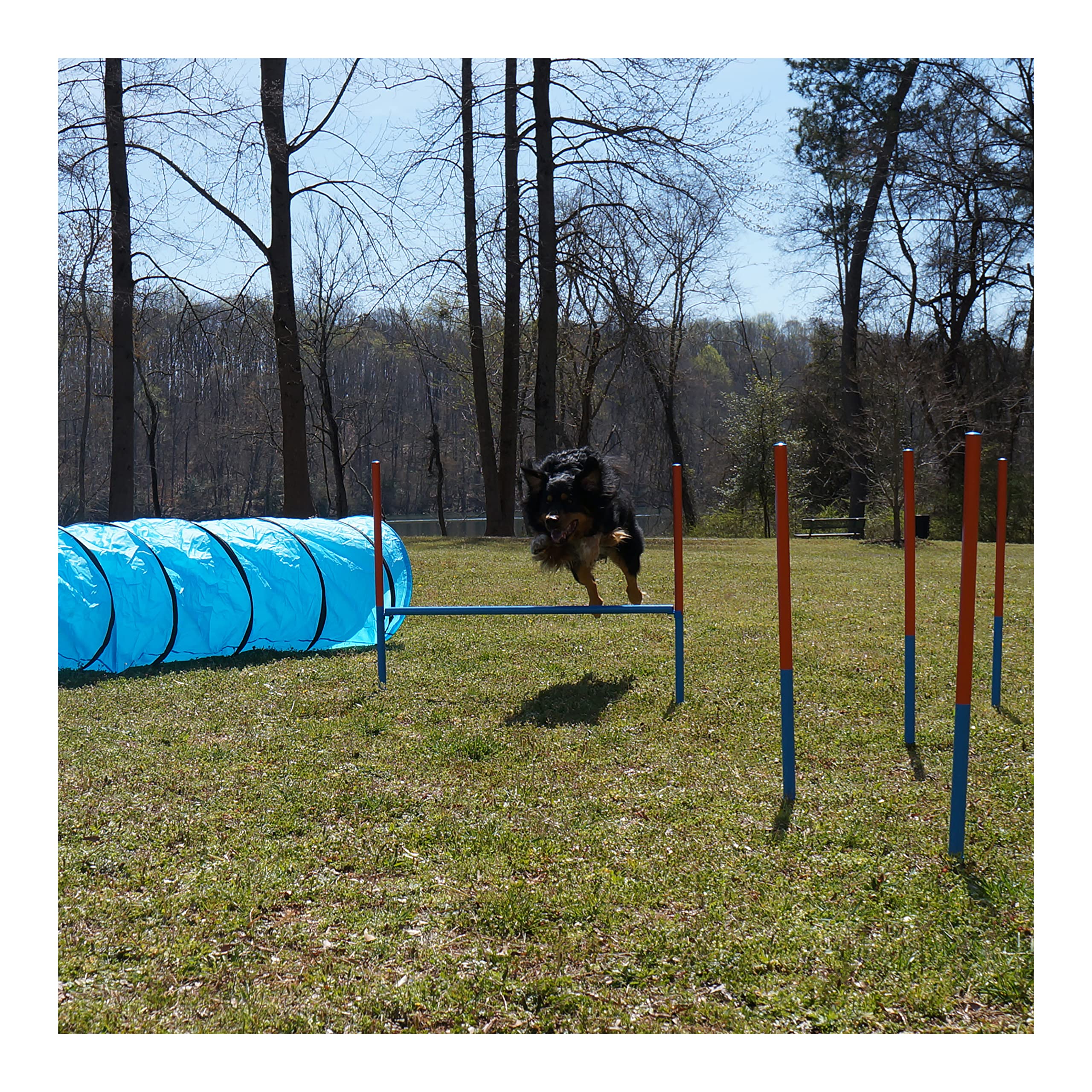 Lord Anson Dog Agility Set - Dog Agility Equipment - 1 Dog Tunnel, 6 Weave Poles, 1 Dog Agility Jump - Canine Agility Set For Dog Training, Obedience, Rehabilitation