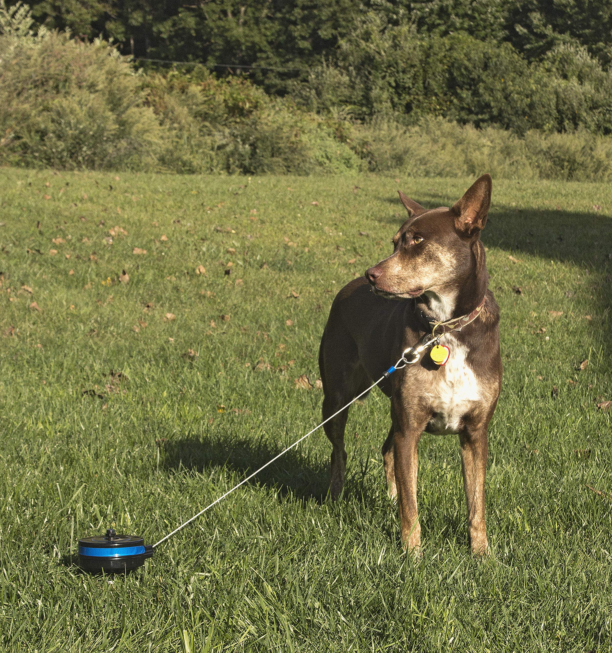 Lixit Bracket Mount and Stake Retractable Leash Tie Outs for Dogs (Stake, Medium)