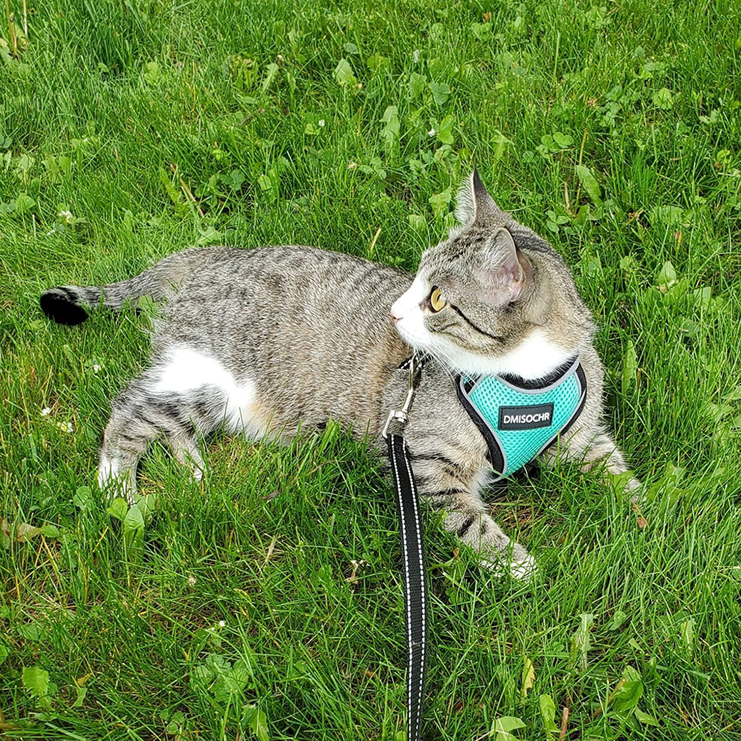 Cat Harness And Leash Set For Walking Escape Proof - Reflective Adjustable Cat Vest Harness For Small To Large Cat Puppy - Cute