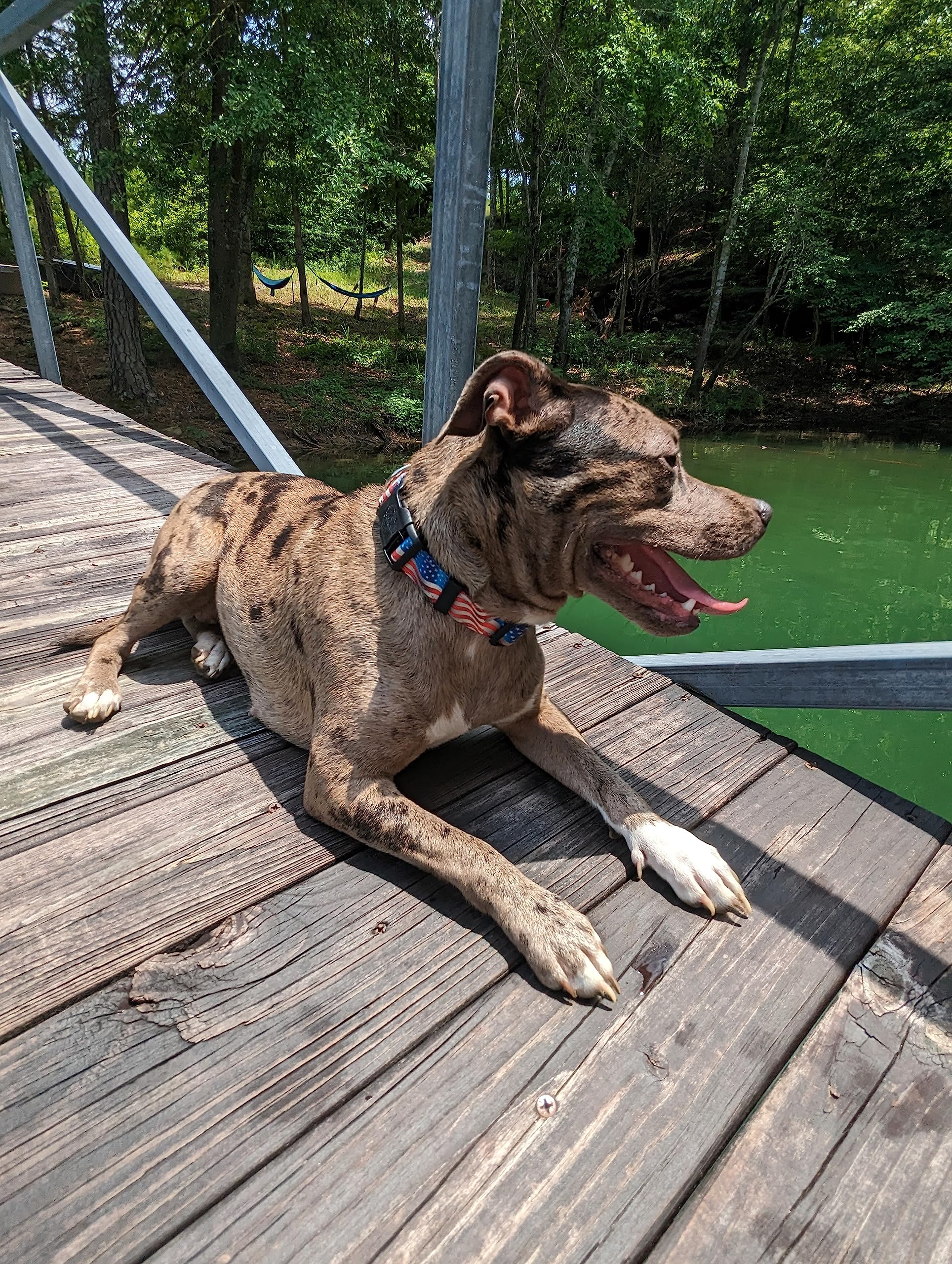 Country Brook Petz - Deluxe Flying Free Reflective Dog Collar Collection Featured Night Safe Designs (1 Inch, Large)