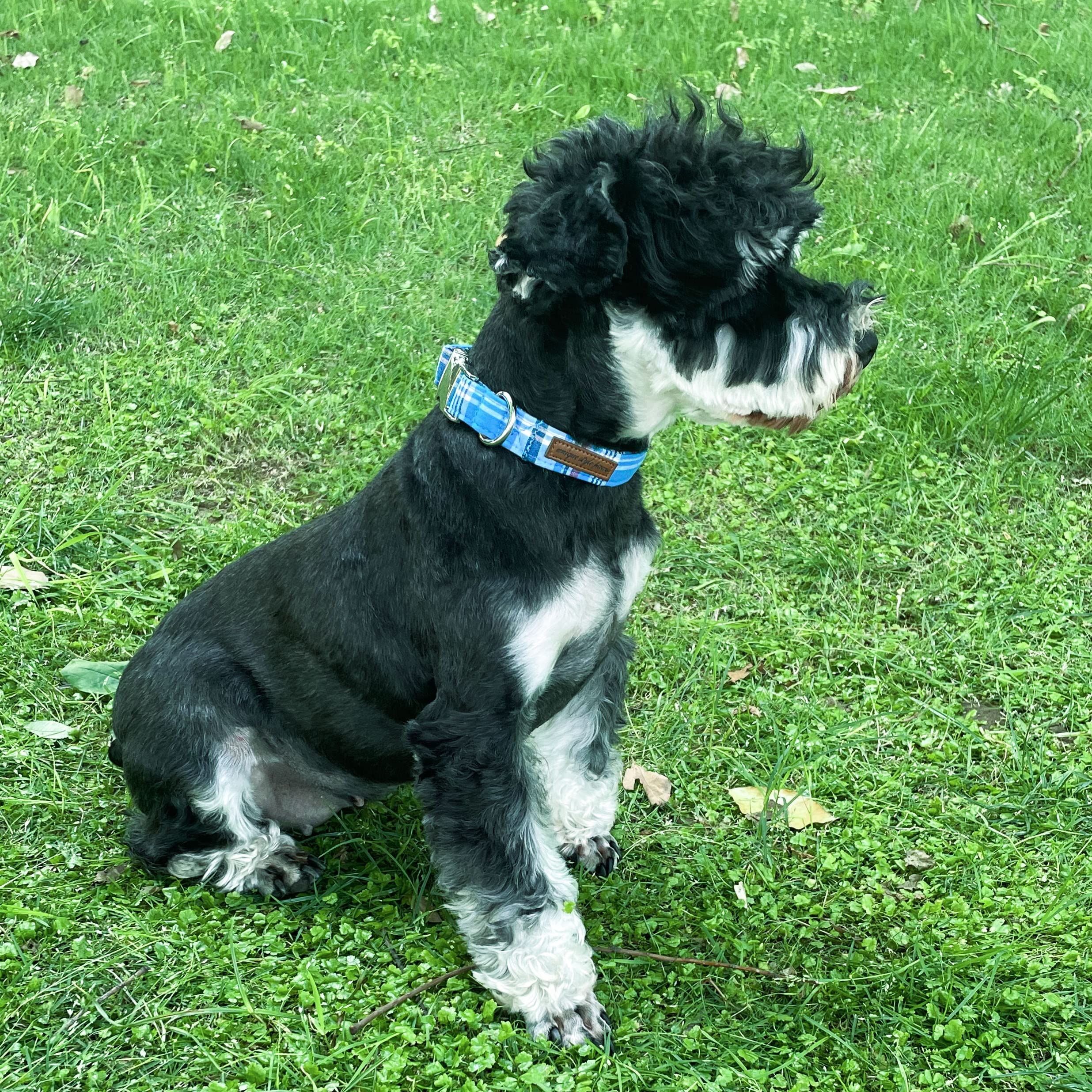 Unique Style Paws Dog Collar Metal Buckle Blue Plaid Collar Gift Durable Cute Collar For Small Medium Large Boys Girls Dogs