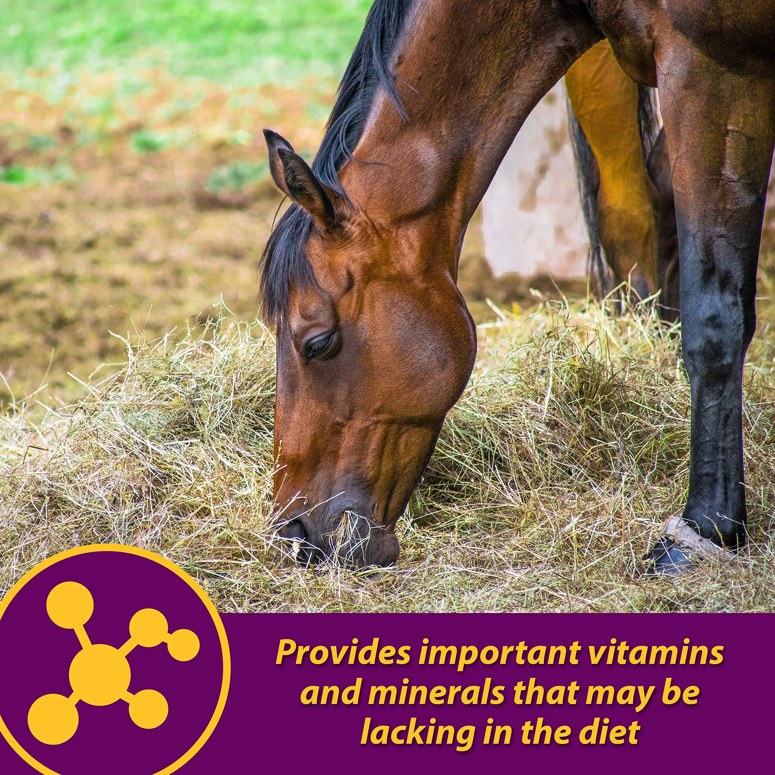 Farnam Horse Health Red Cell, Liquid Vitamin-Iron-Mineral Supplement for Horses, Helps Fill Important Nutritional Gaps in Horse
