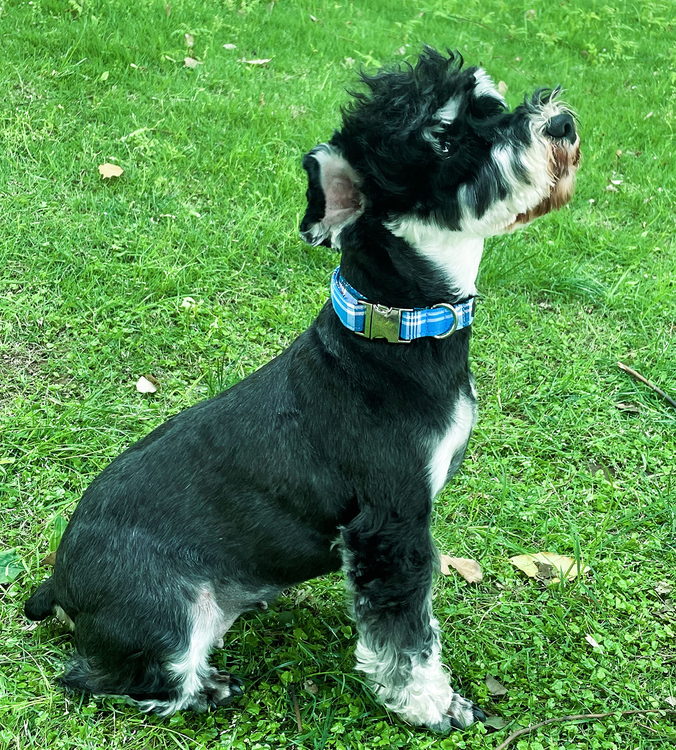 Unique Style Paws Dog Collar Metal Buckle Blue Plaid Collar Gift Durable Cute Collar For Small Medium Large Boys Girls Dogs