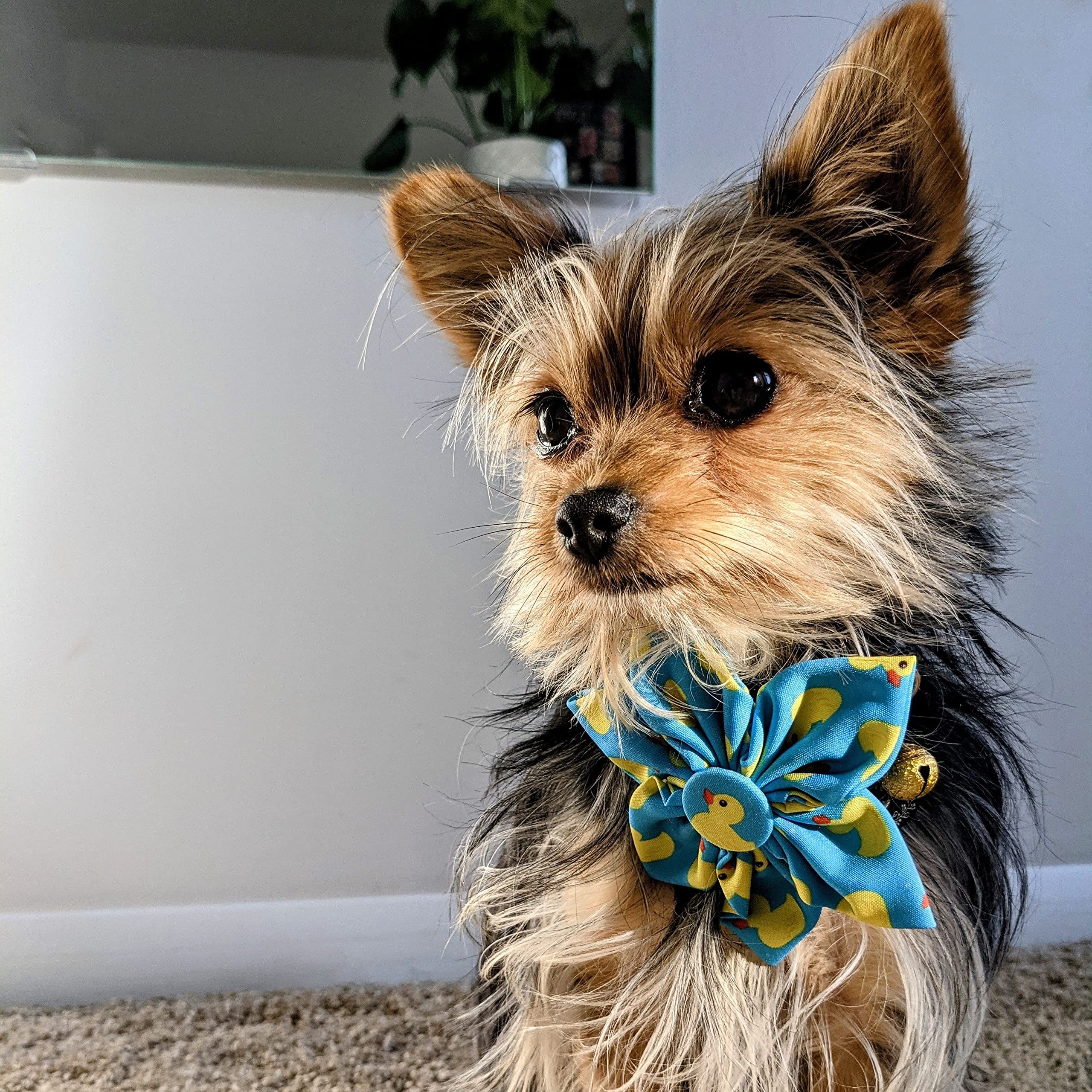 Huxley & Kent Pet Pinwheel | Lucky Ducky (Large) | Easter Spring Collar Accessory For Dogs/Cats | Bow Collar Attachment | Cute,