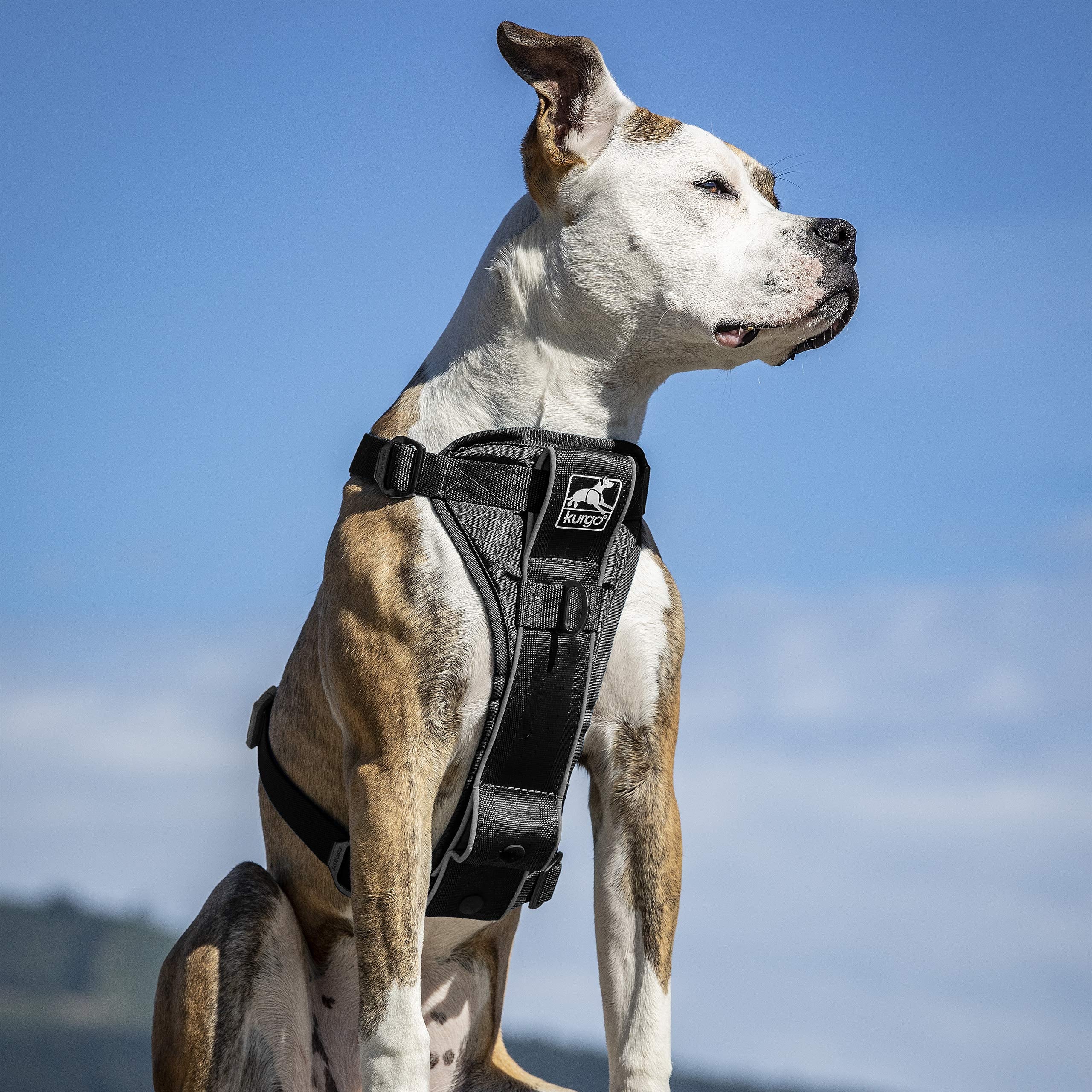 Kurgo Dog Harness | Pet Walking Harness | Small | Black | No Pull Harness Front Clip Feature For Training Included | Car Seat Belt | Tru-Fit Quick Release Style