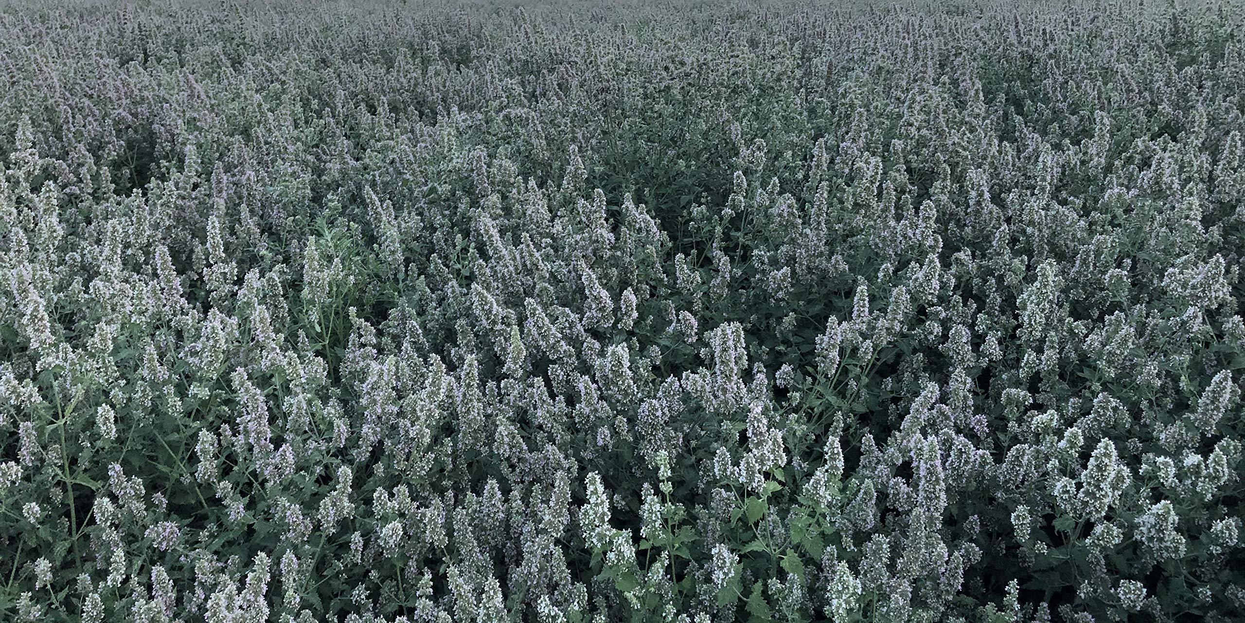 from The Field | Premium Whole Catnip Buds for Cats | Organic, USA-Grown, Fresh & Potent | Natural, Eco-Friendly Cat Treat for P