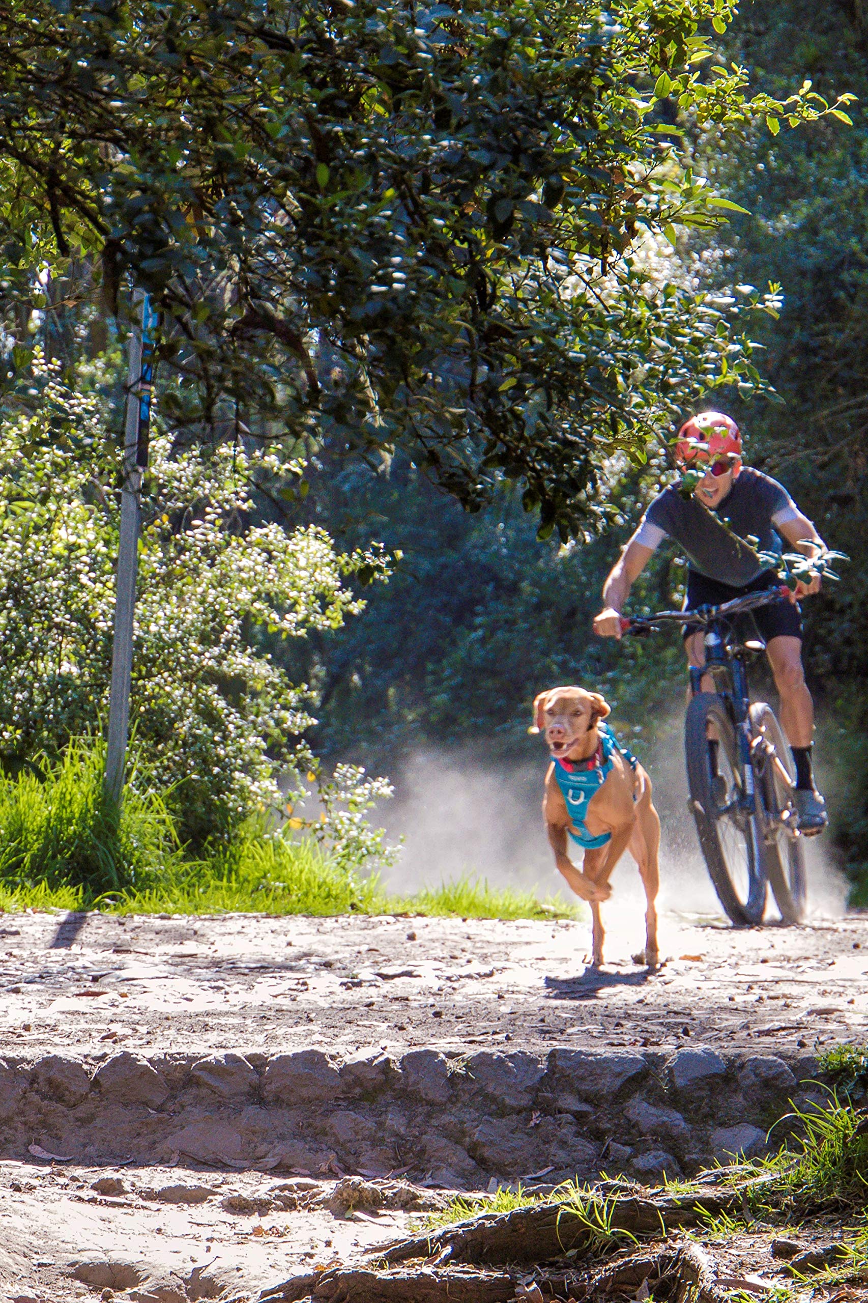 Rc Pet Products Momentum Dog Harness, Medium, Dark Teal