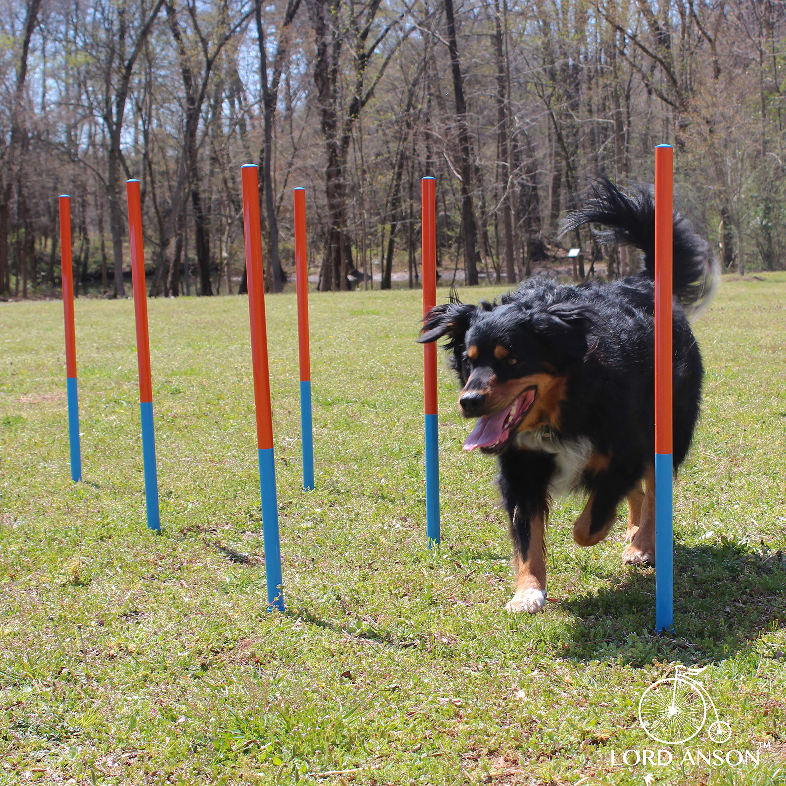 Lord Anson Dog Agility Set - Dog Agility Equipment - 1 Dog Tunnel, 6 Weave Poles, 1 Dog Agility Jump - Canine Agility Set For Dog Training, Obedience, Rehabilitation