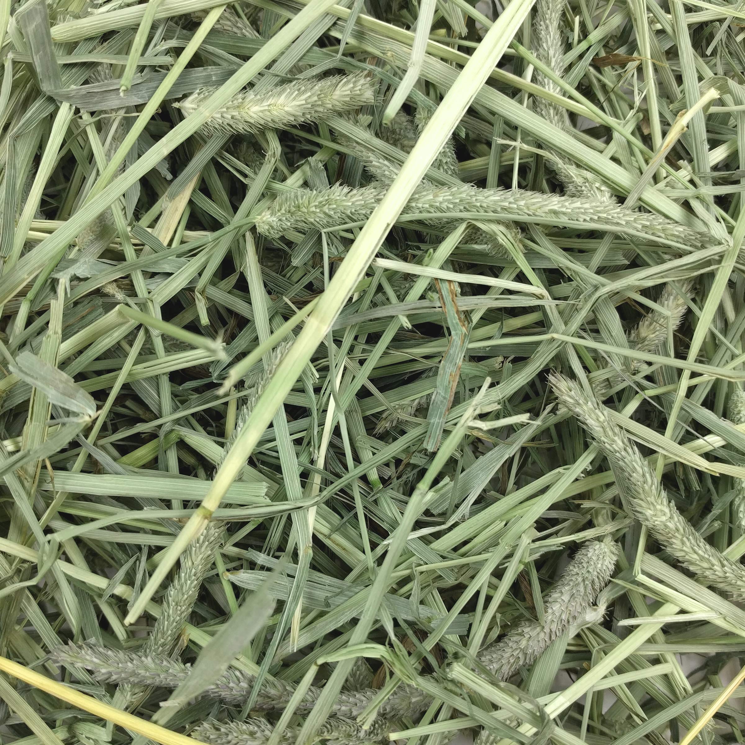 Oxbow Animal Health Western Timothy Hay - All Natural Hay for Rabbits, Guinea Pigs, Chinchillas, Hamsters & Gerbils -Veterinaria
