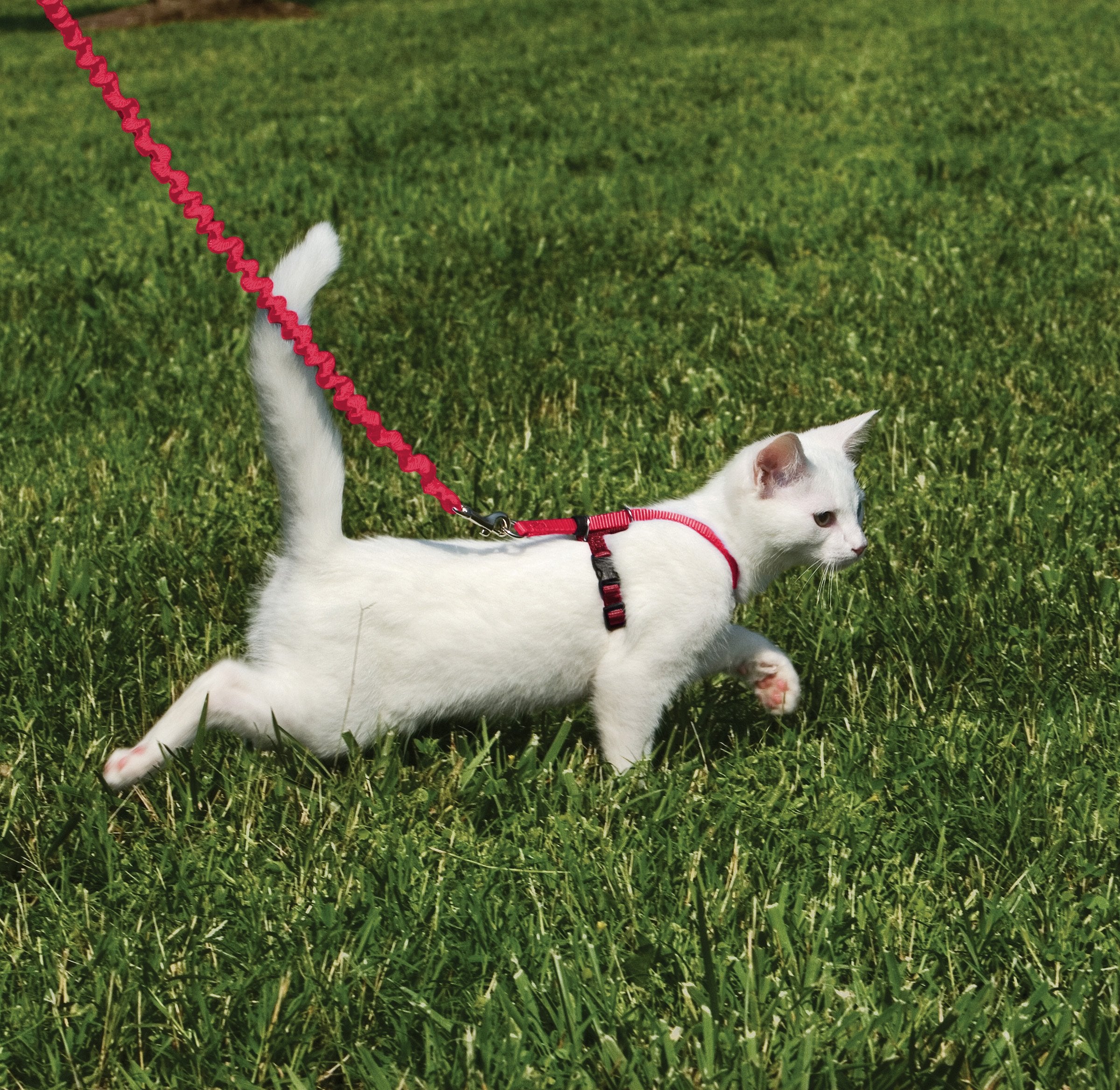 Petsafe Come With Me Kitty Harness And Bungee Leash, Small, Red