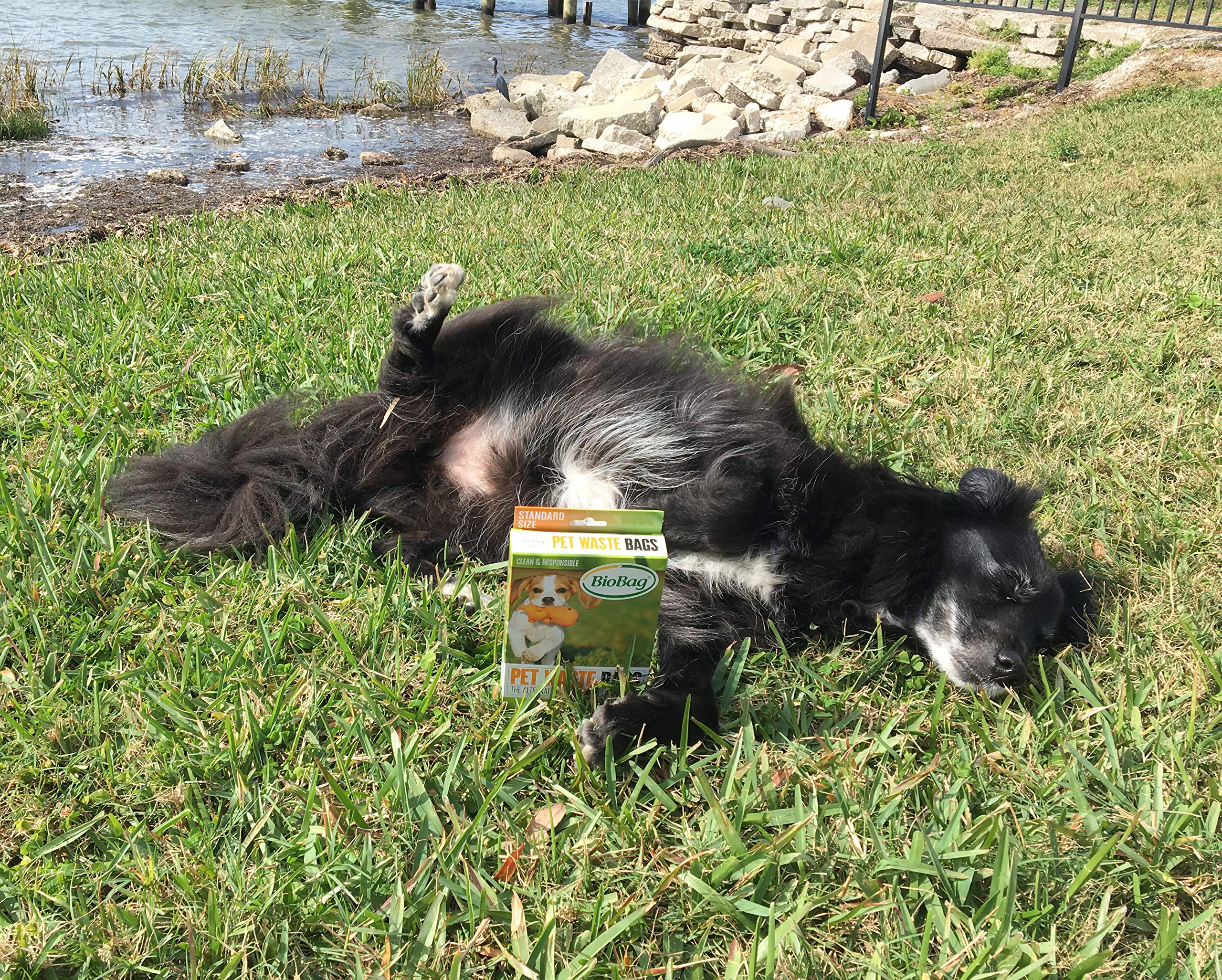 Biobag Compostable Pet Waste Bags, Standard Size, 50 Count (187105-4) (Pack Of 4)