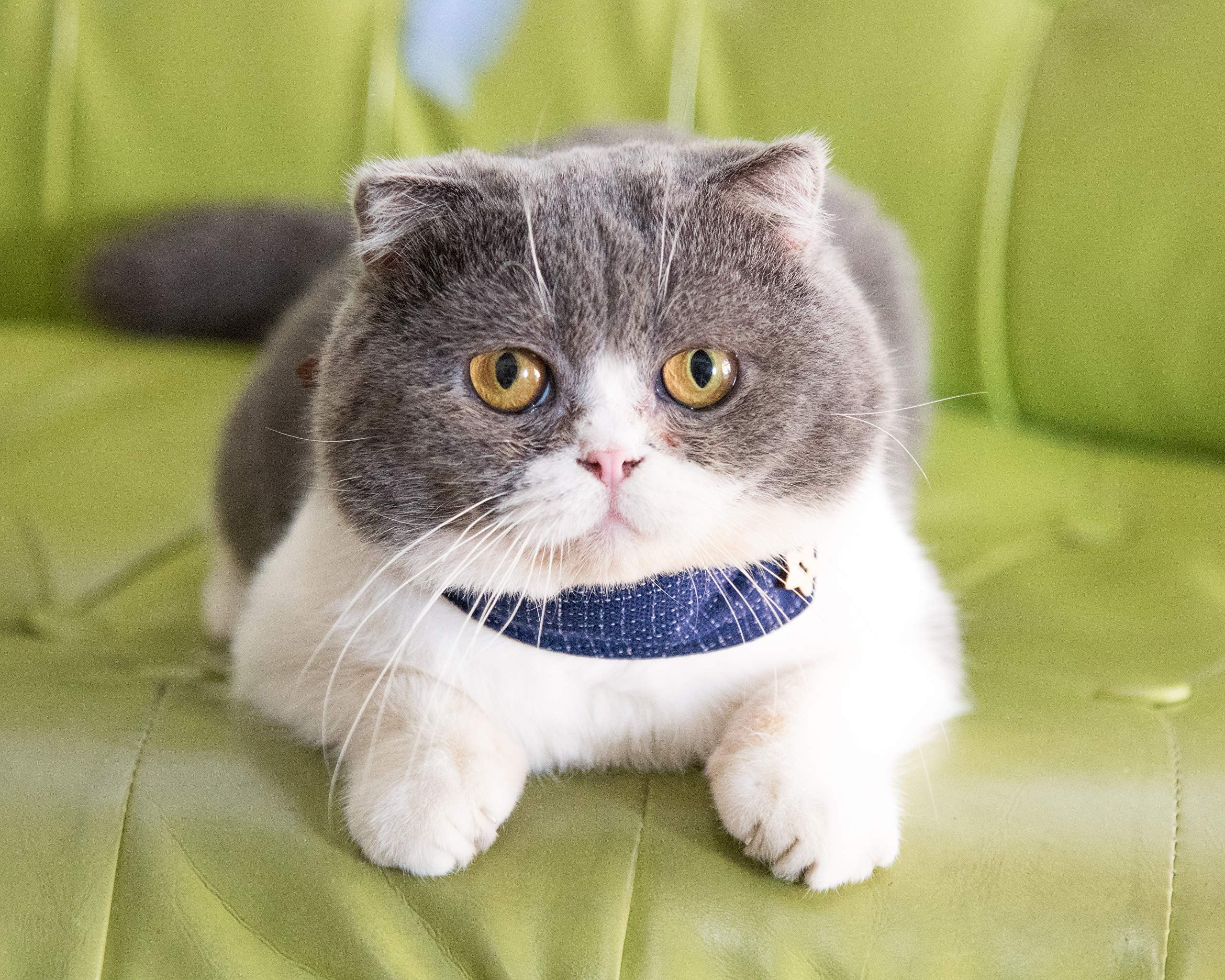 Gyapet Small Dog Collar Puppy Cat Tiny Pet Bow Tie & Bandana 2Pcs Set Pu Leather Canvas Scarf Durable Blue Classic