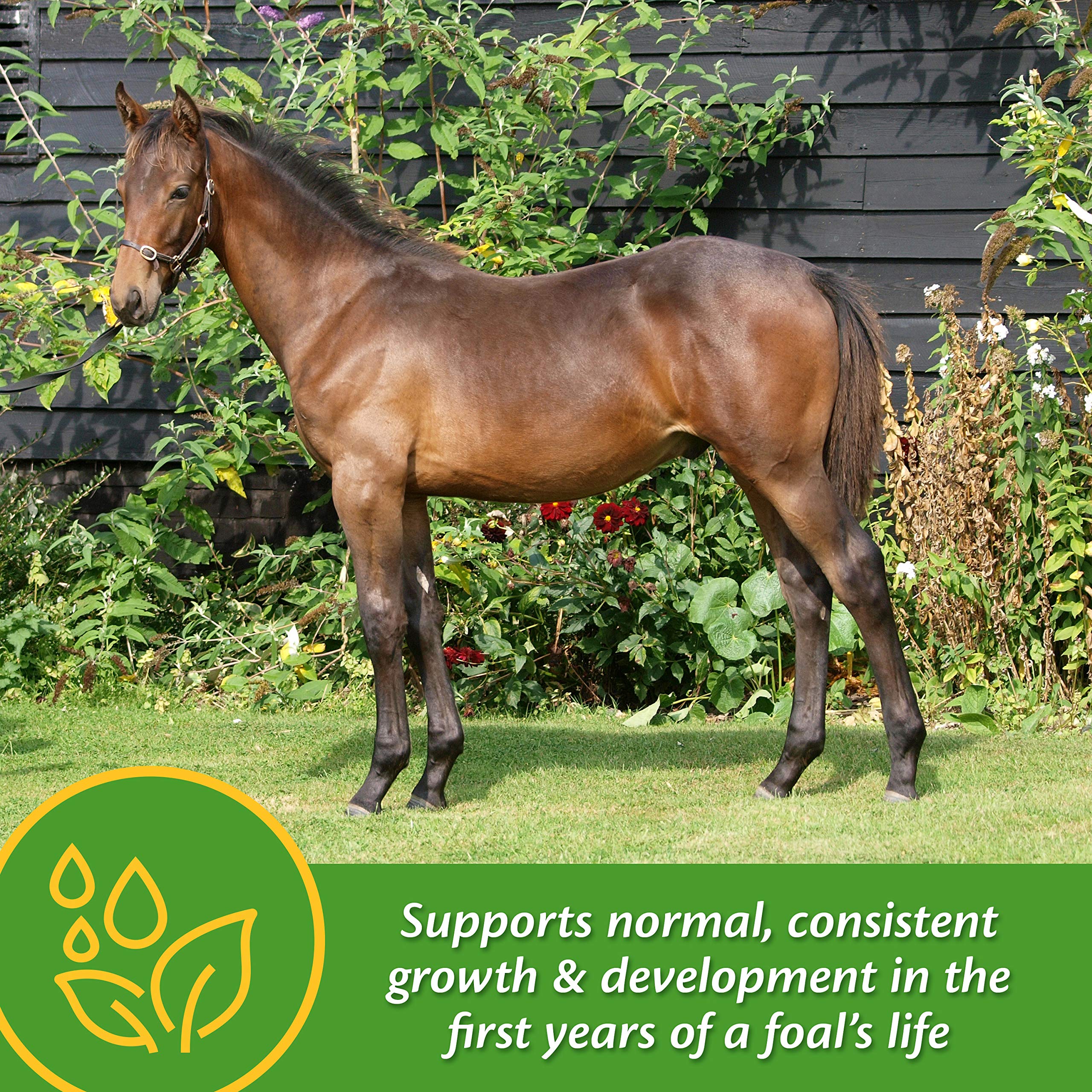 Farnam Grow Colt Supplement for Growth & Development, Supports Normal, consistent Growth in First Years of foals Life, 7.5 lbs.