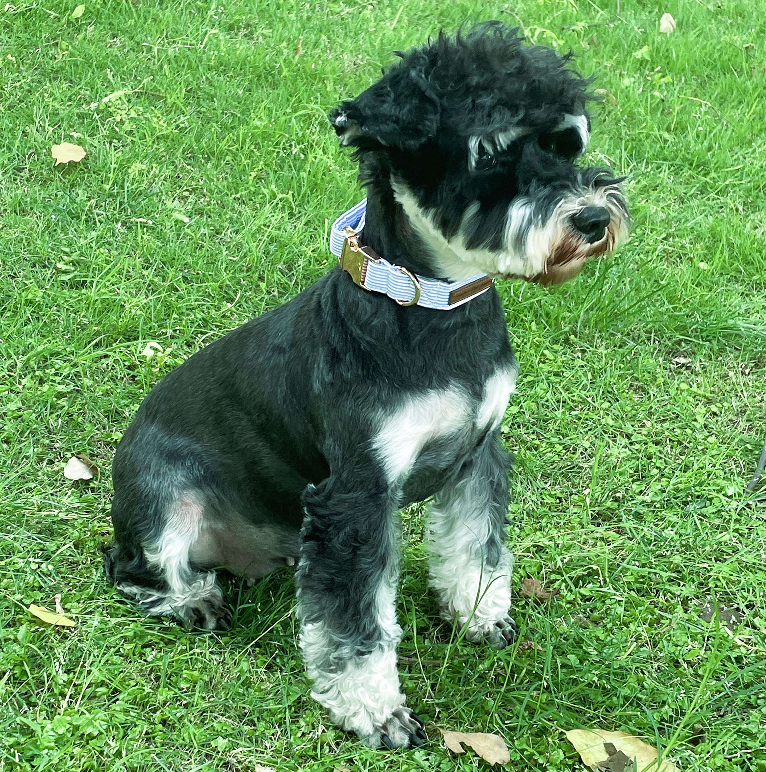 Unique Style Paws Dog Collar Metal Buckle Blue Stripe Collar Gift Durable Cute Collar For Small Medium Large Boys Girls Dogs