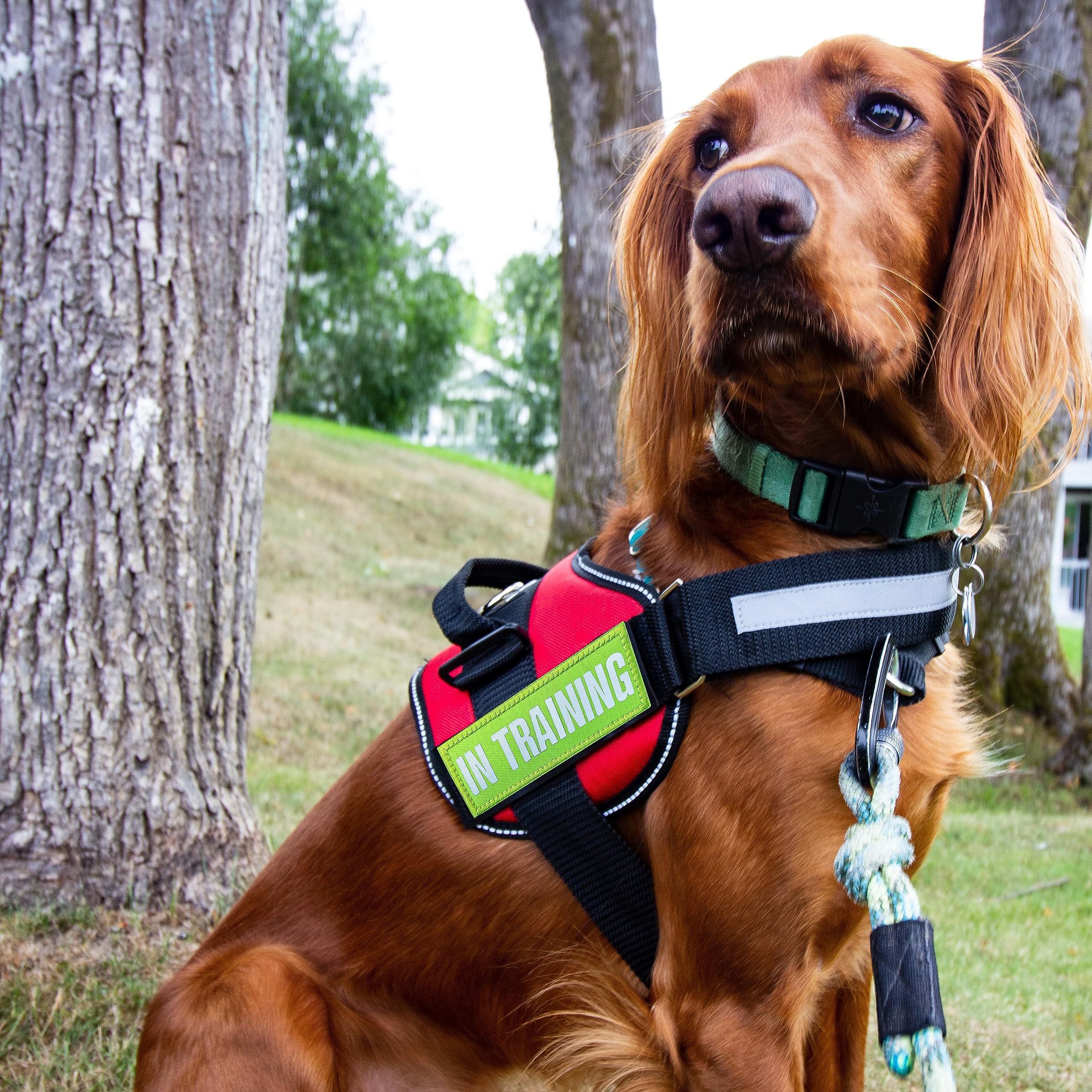J.Carp 10 Pieces Service Dog Patches Don'T Pet In Training Do Not Touch I'M Special Full Embroidered Badge Emblem Patch For Dogs Harness Vest Clothes Green