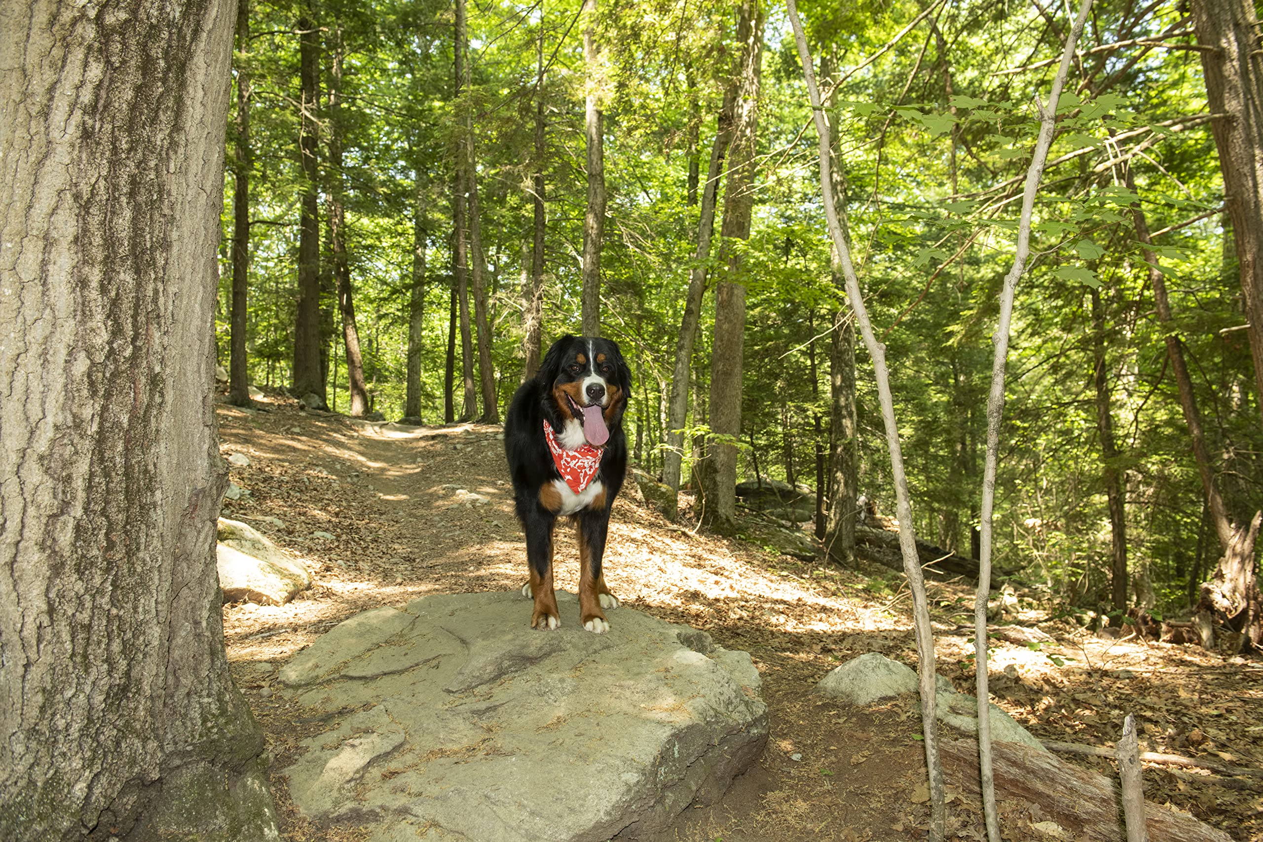 Dog Gone Smart Pet Products Unbugz-It Bandana, Large, Square Red (13' X 8')