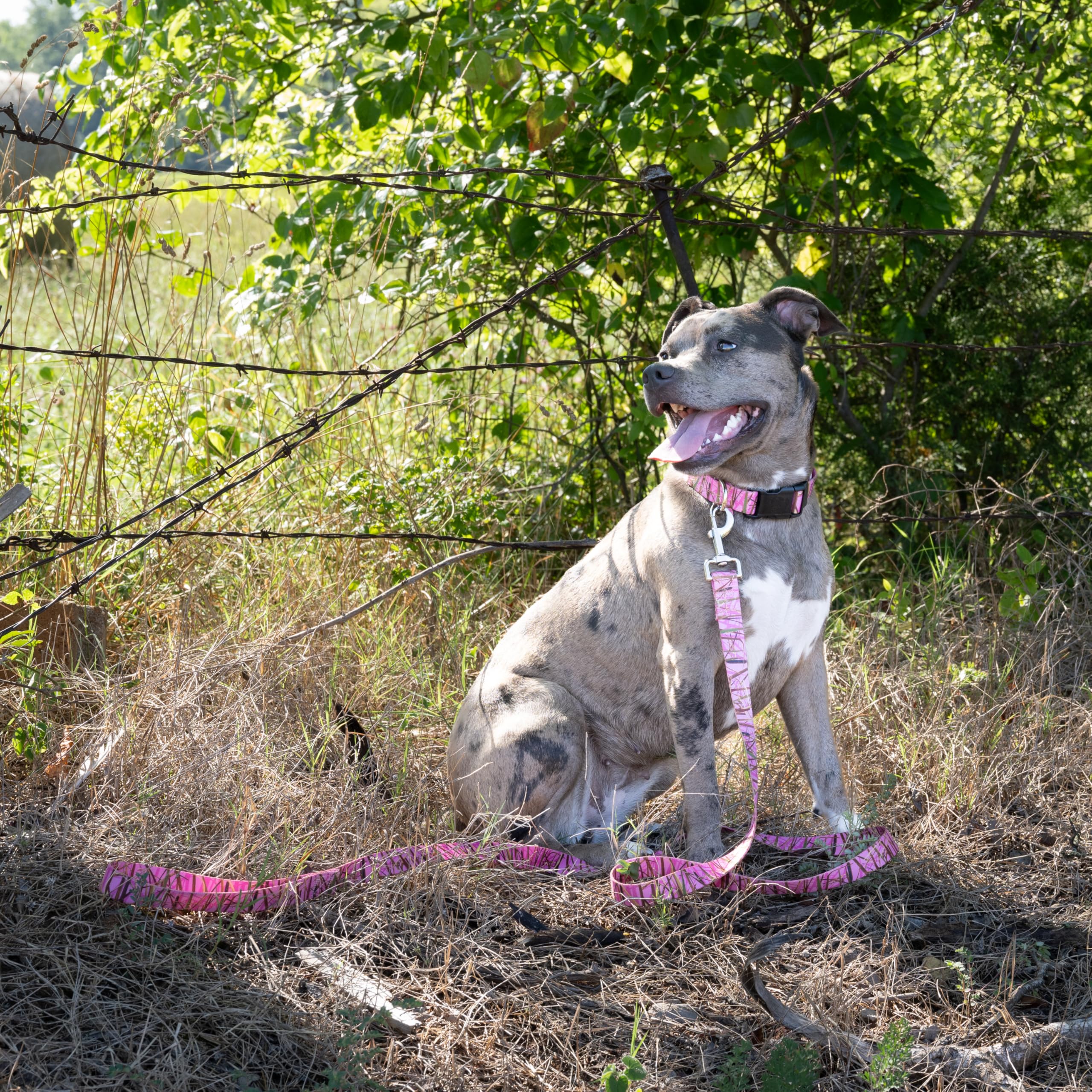 Country Brook Petz - Deluxe Pink Waterfowl Camo Dog Collar - Camouflage Collection Featuring Rugged Designs (1/2 Inch, 2XS)