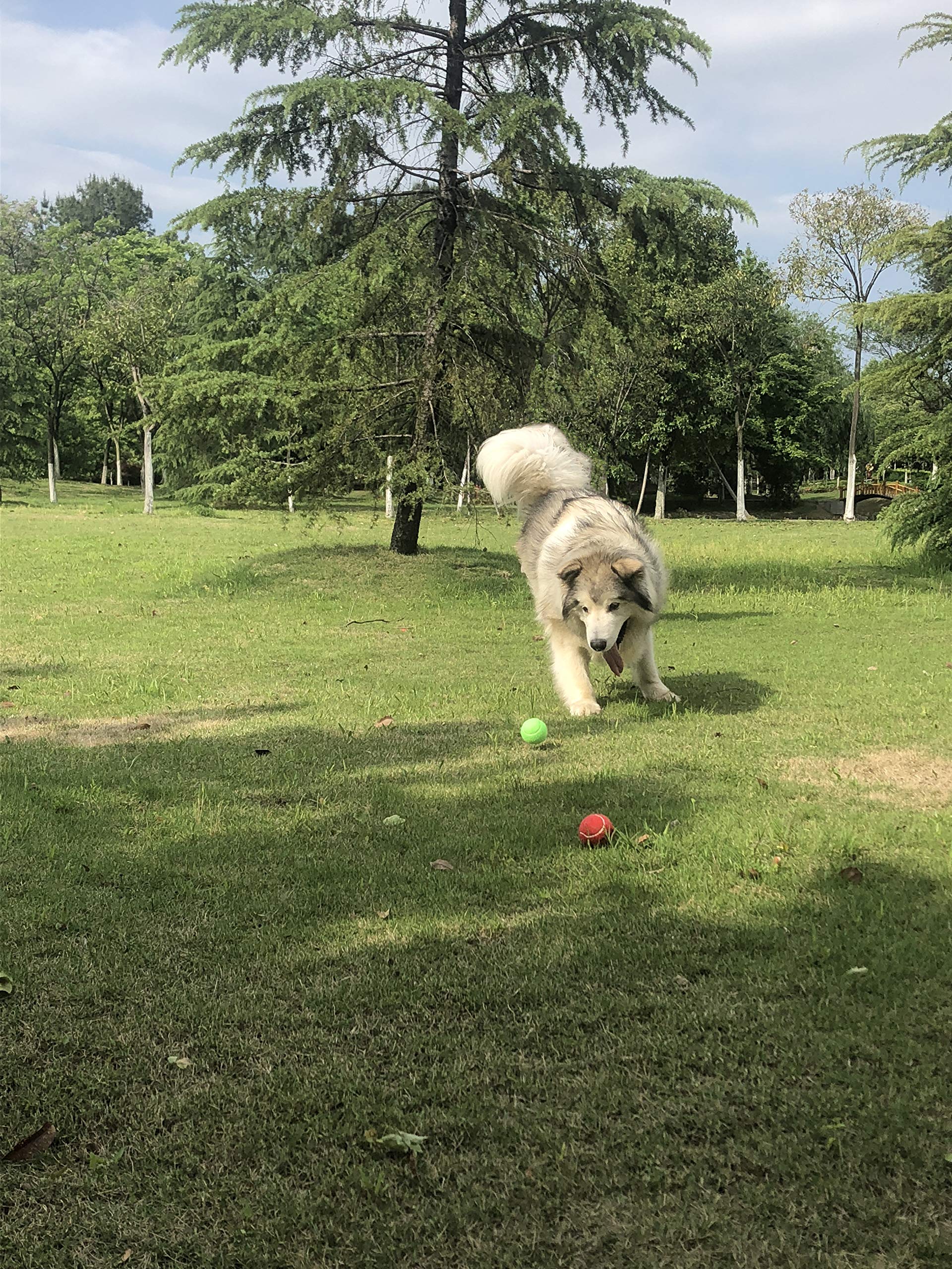 Insum Tennis Ball For Dog Pack Of 12 Colorful Easy Catching Pet Dog Ball (2.5Inch-4Colors)