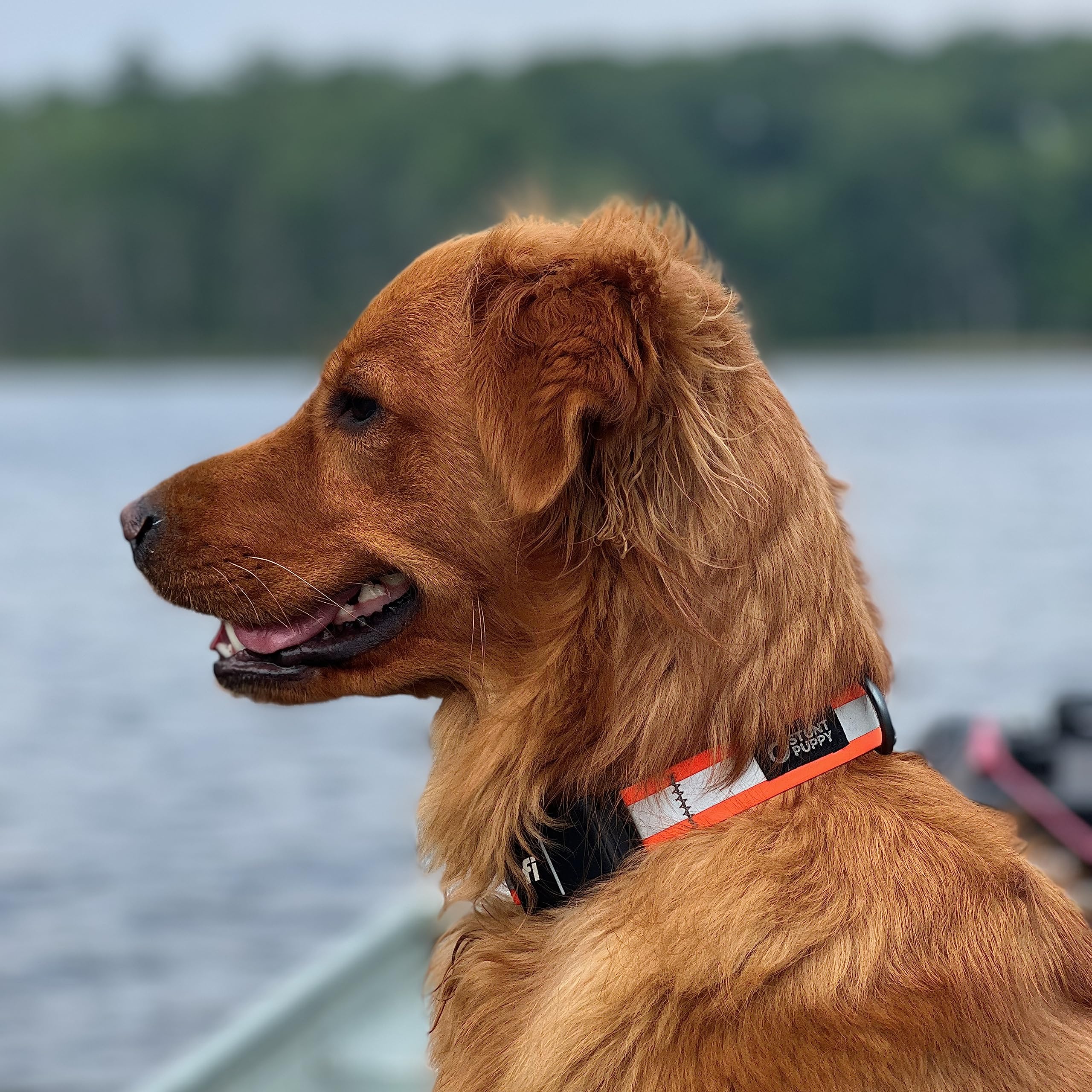 Stunt Puppy Dog Collar, Fi Series 3 Ready, Medium, Reflective Pink - Compatible With Fi Gps Device (Not Included)