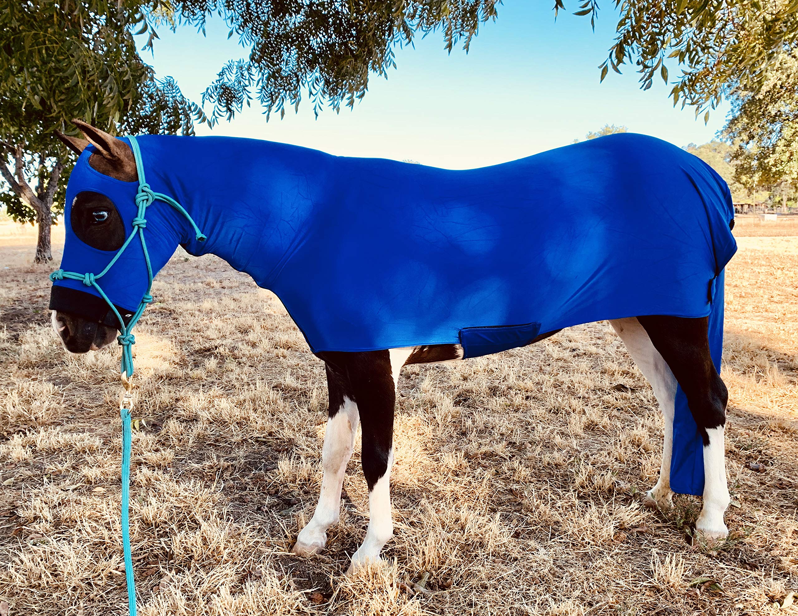 Star Point Horsemanship Miniature Horse Lycra Body Suit (Large 34-38, Royal Blue)