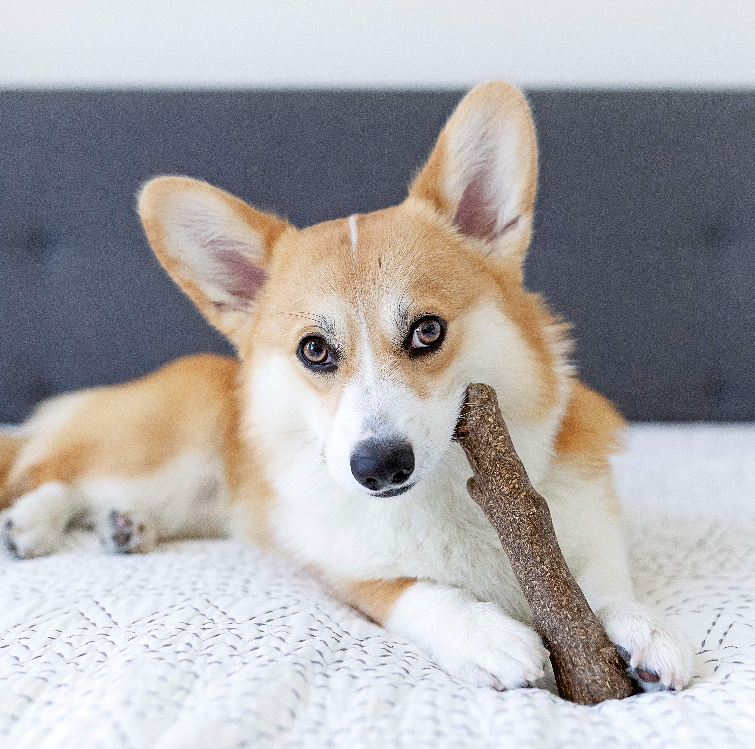 Petstages Newhide Alternative Dog Chew Toy, Medium (2 Piece)