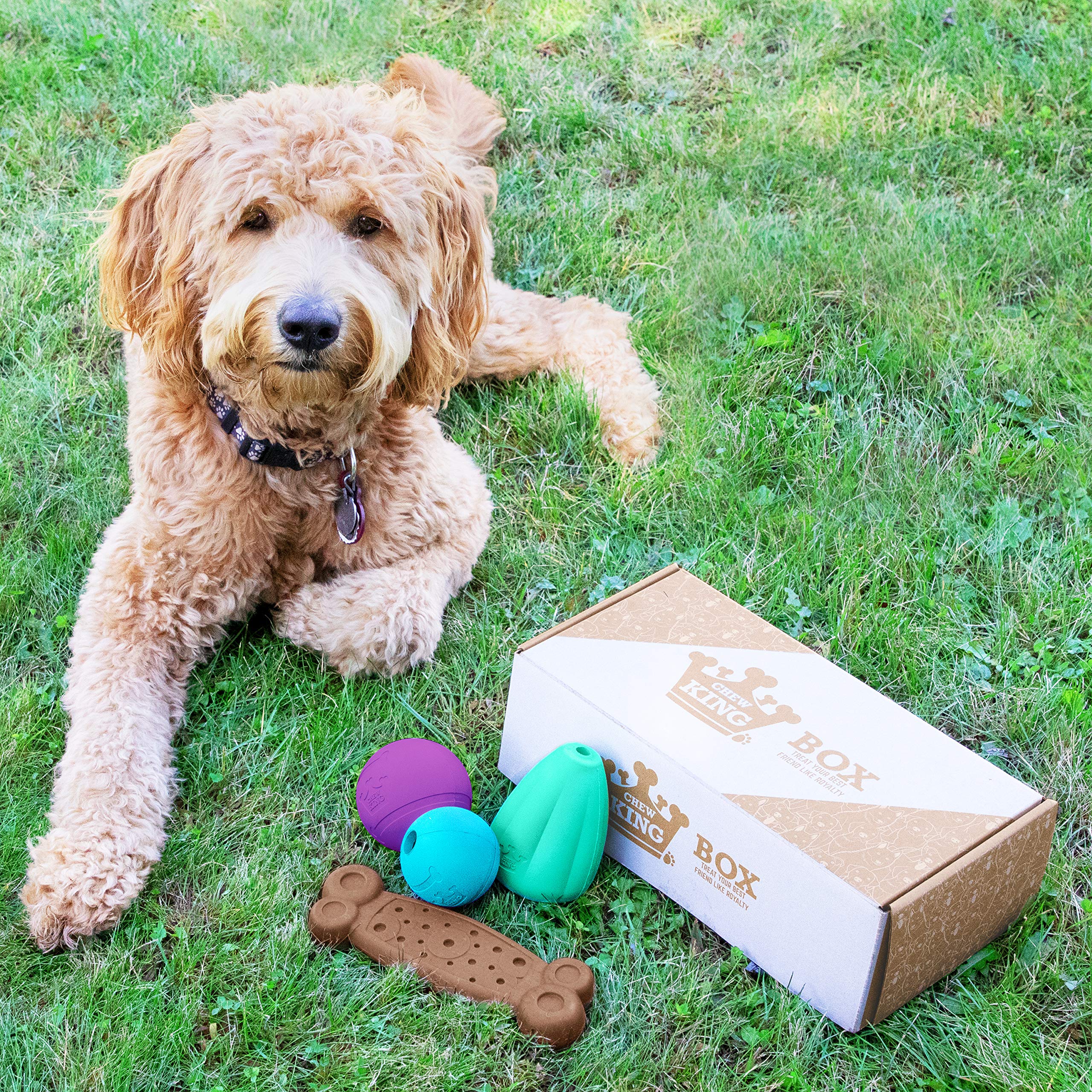 Chew King Dog Box Large- Durable Fetch Balls, Treater And Chewing Toy Collection, Teal (Cm-10100-Cs01)