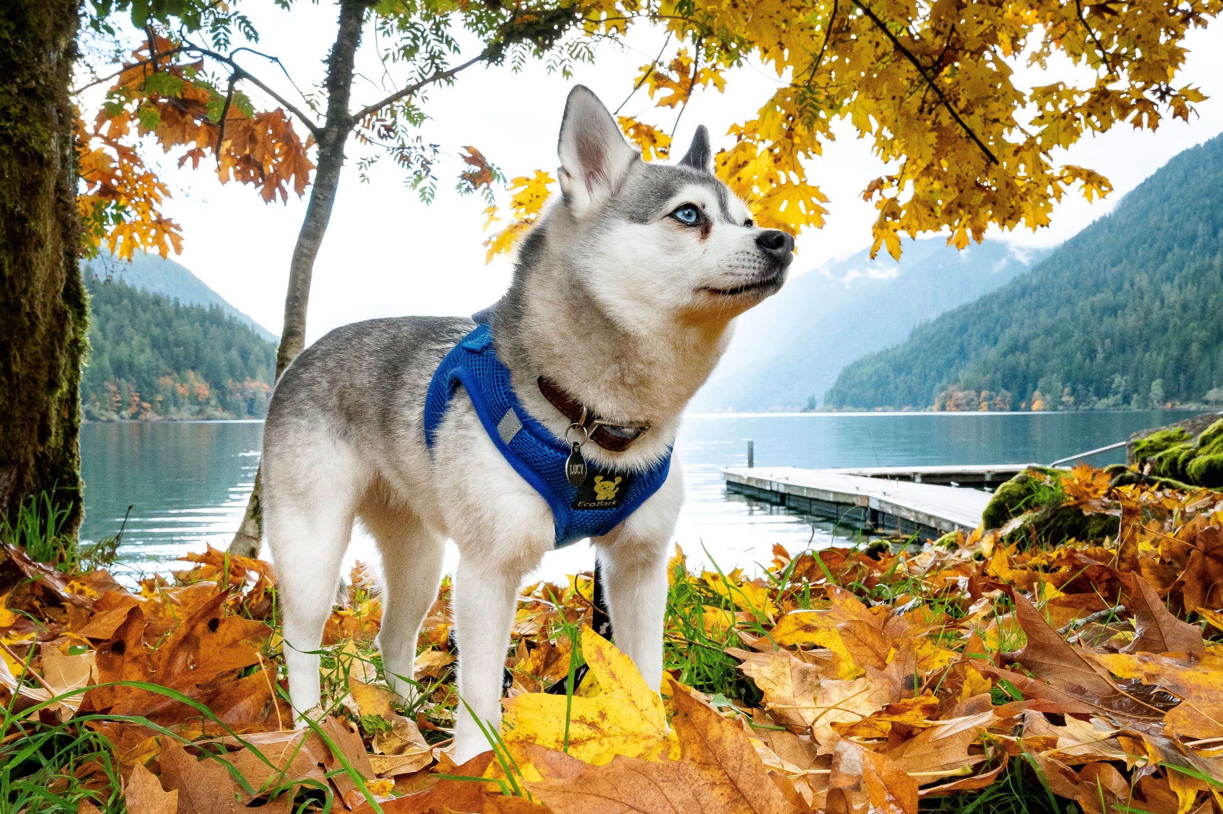 Ecobark Step In Dog Harness - Reflective Soft Luxurious Mesh Dog Harnesses For Xxs, Xs, Small, And Medium Dogs - Eco-Friendly Comfort Secure Halter No Pull Adjustable Pet Vest (Royal Blue, Xs)