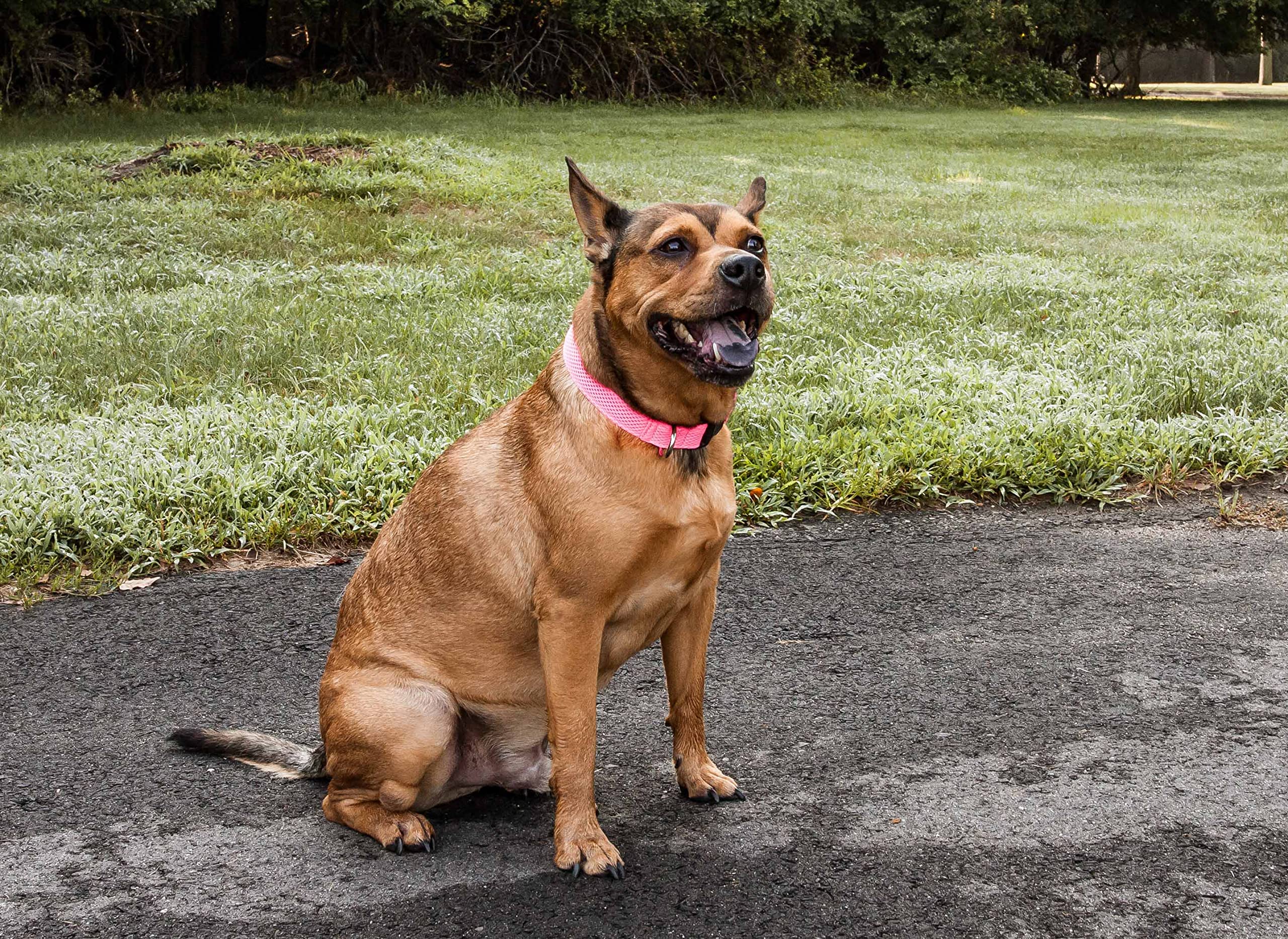 Pet Life 'Aero Mesh' 360 Degree Dual Sided Comfortable And Breathable Adjustable Mesh Dog Collar(D0102H70Hya.)