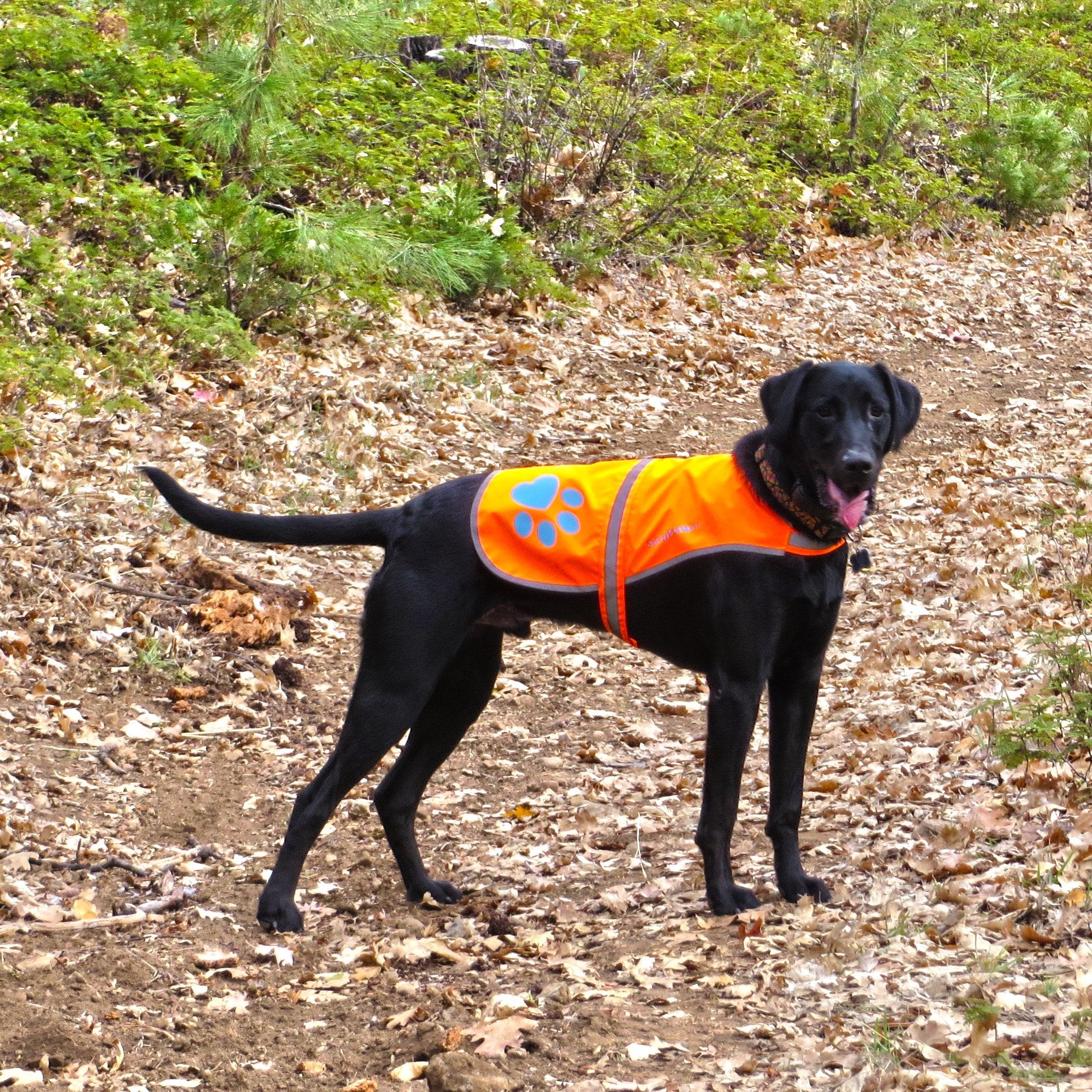 Safetypup Xd Reflective Dog Vest. Hi-Visibility, Fluorescent Blaze Orange Dog Vest Helps Protect Your Best Friend. Safeguard Your Pup From Motorists & Hunting Accidents, On Or Off Leash. (Large)