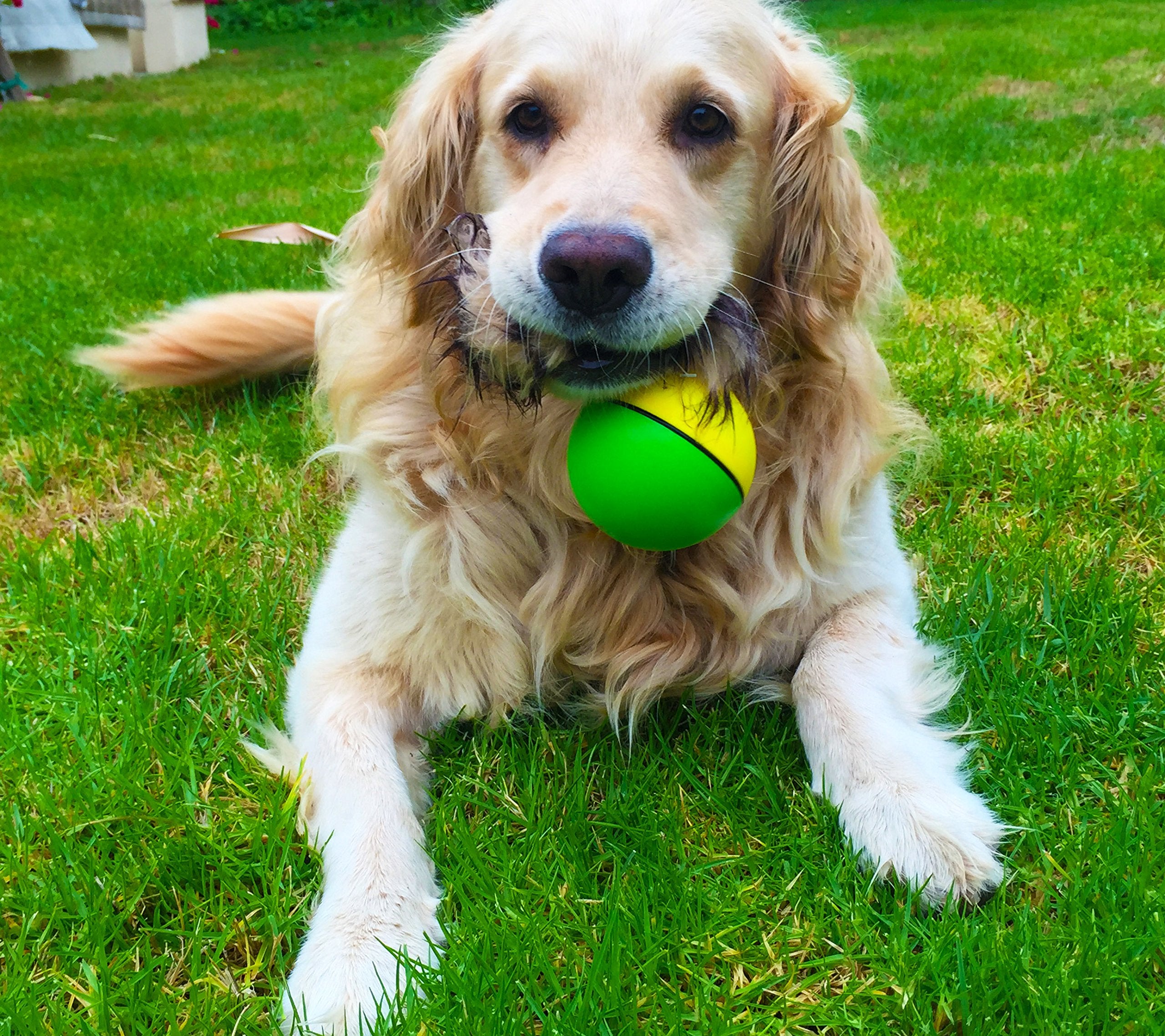 Weazel Ball Motorized Rolling Ball Pet Toy