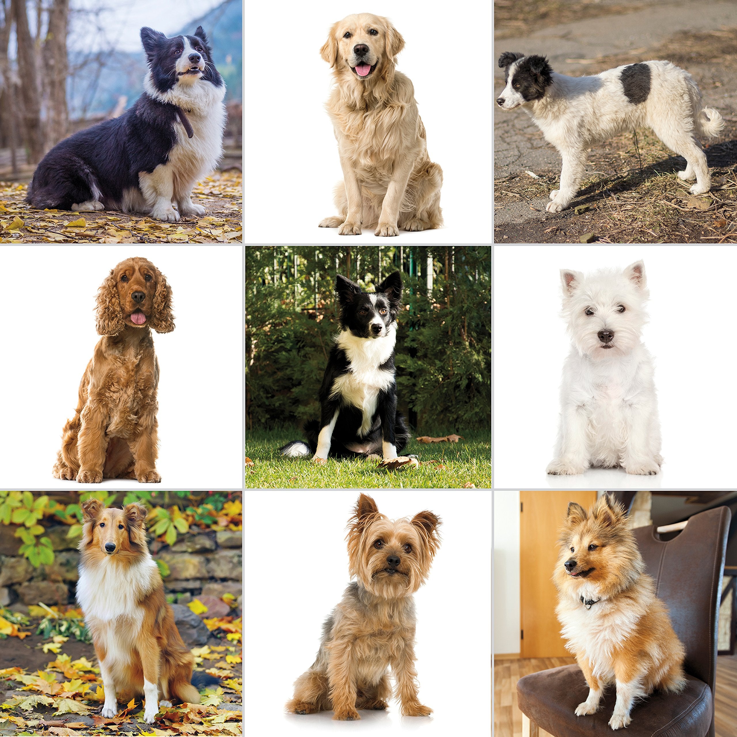 Wahl Usa Clipper Pet-Pro Dog Grooming Kit - Electric Corded Dog Clipper For Dogs & Cats With Fine & Medium Coats - Model 9281-210