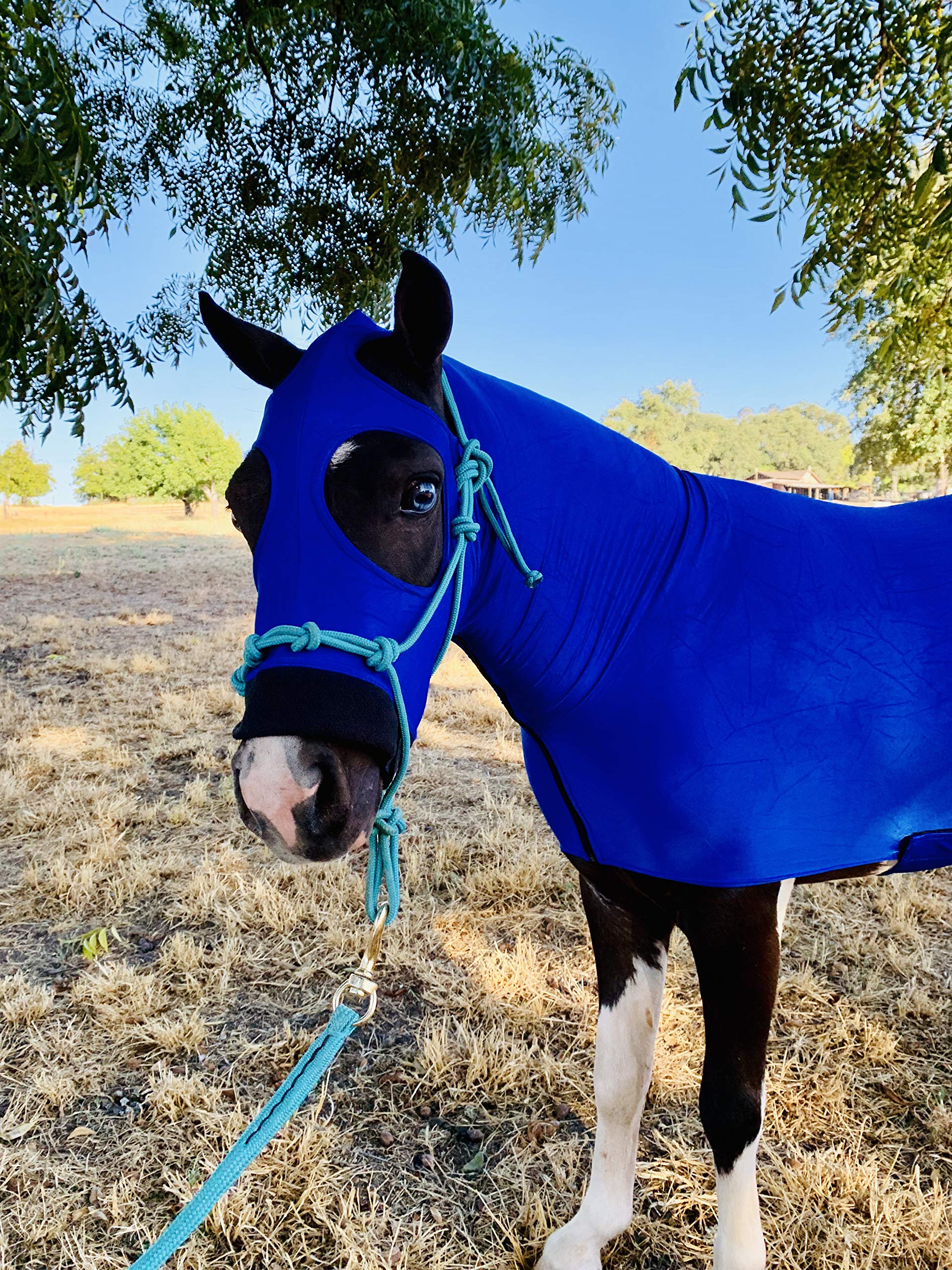 Star Point Horsemanship Miniature Horse Lycra Body Suit (Large 34-38, Royal Blue)