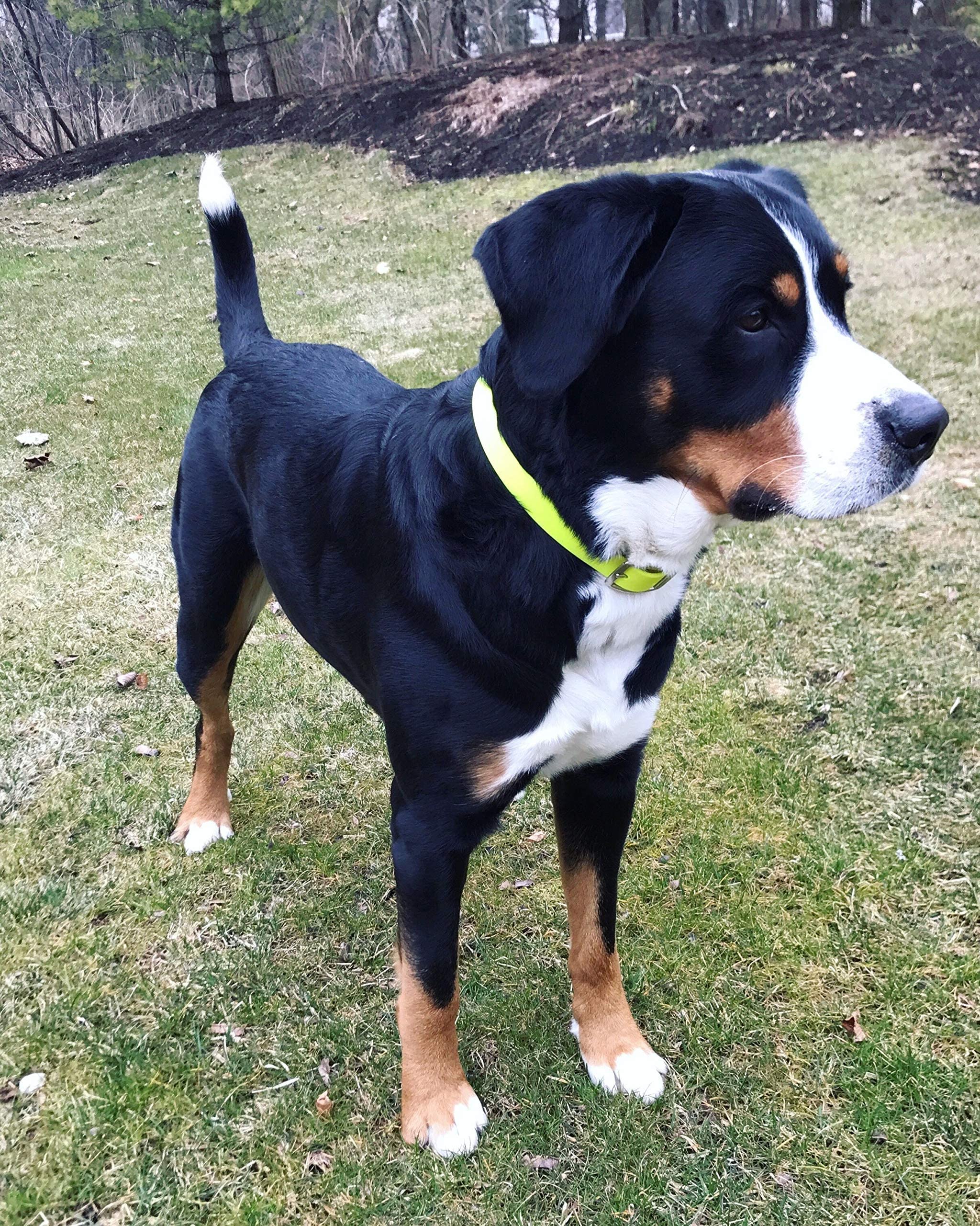 Regal Dog Products Large Yellow Dog Collar With Heavy Duty Double Buckle & D Ring | Vinyl Coated, Custom Fit, Adjustable Biothane Dog Collar | Chew Resistant Waterproof Center-Ring Collar For Dogs