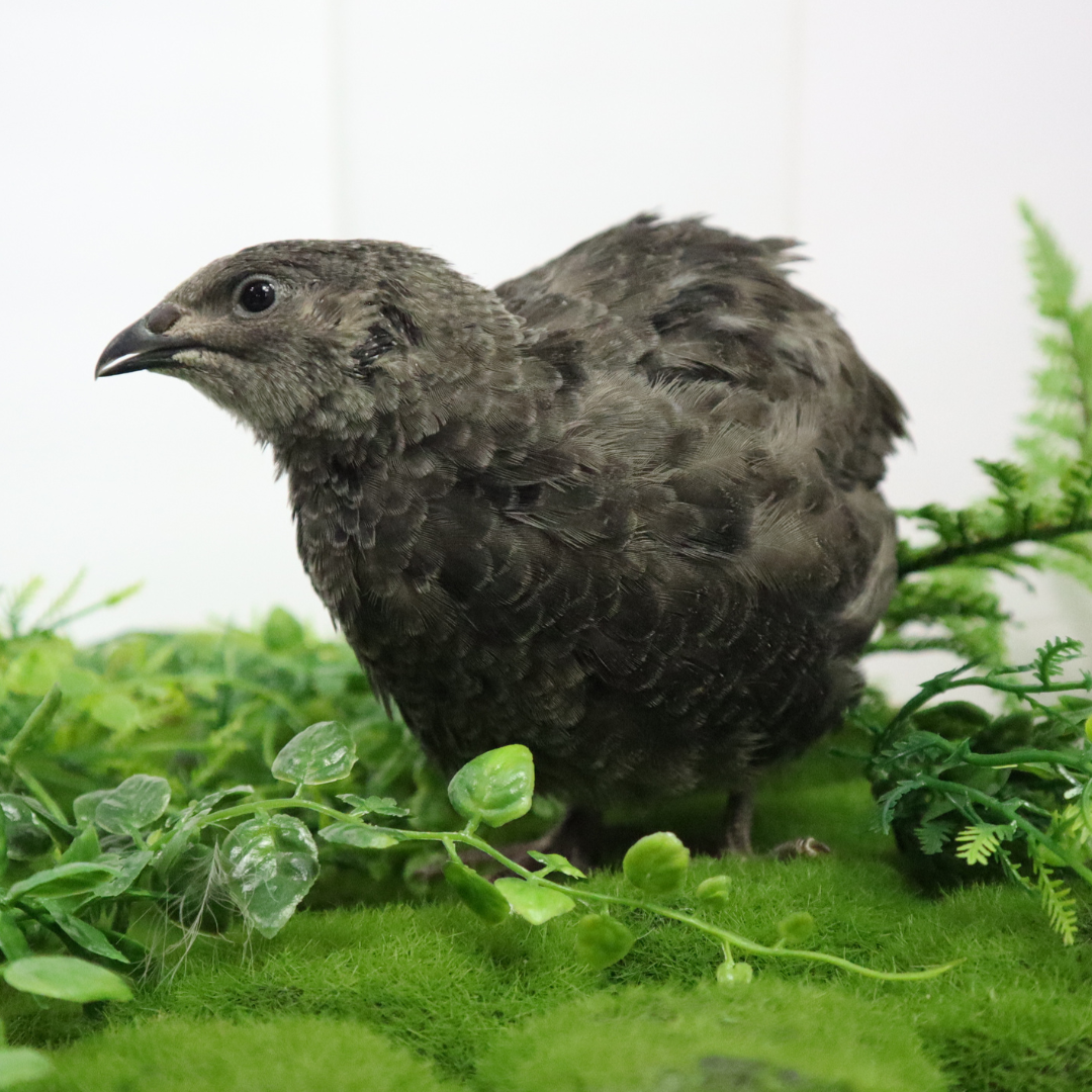 Fertile Quail Eggs – Choose Your Variety