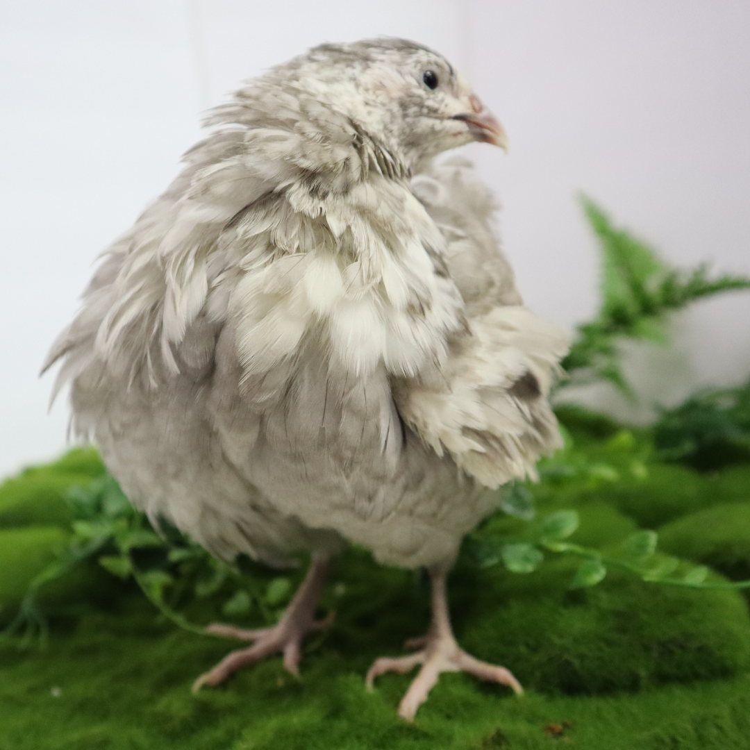 Fertile Quail Eggs – Choose Your Variety