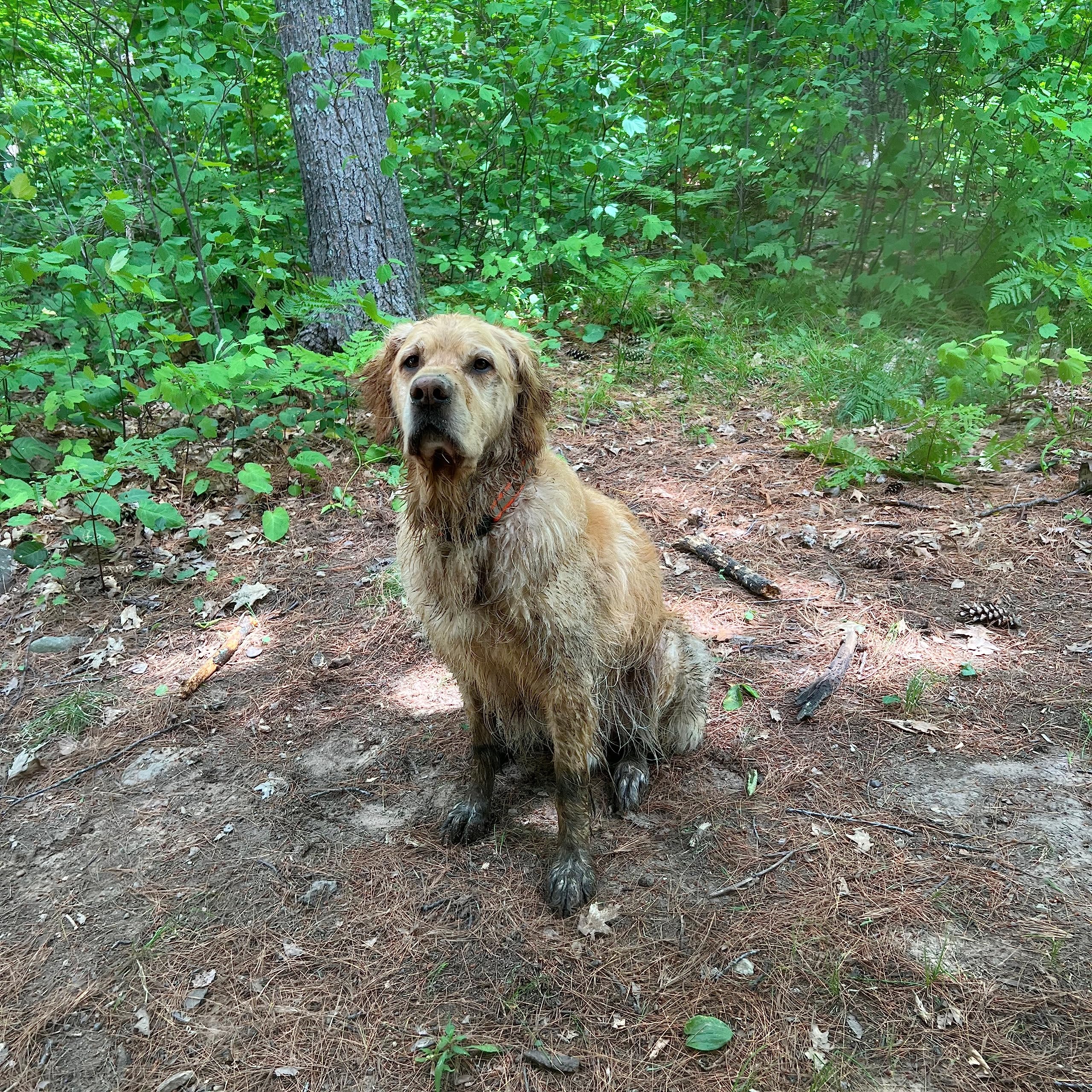 Stunt Puppy Dog Collar, Fi Series 3 Ready, Medium, Reflective Pink - Compatible With Fi Gps Device (Not Included)