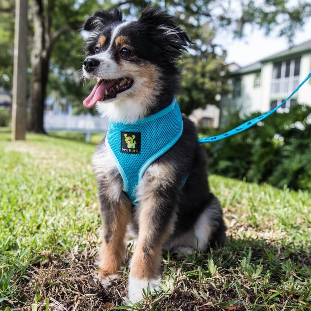 EcoBark Sky Blue Dog Leash- Padded Comfort Grip Padded Leash Dog Pattern - 4 Foot, 5 Foot, 6 Foot Leash for Small and Medium Dogs