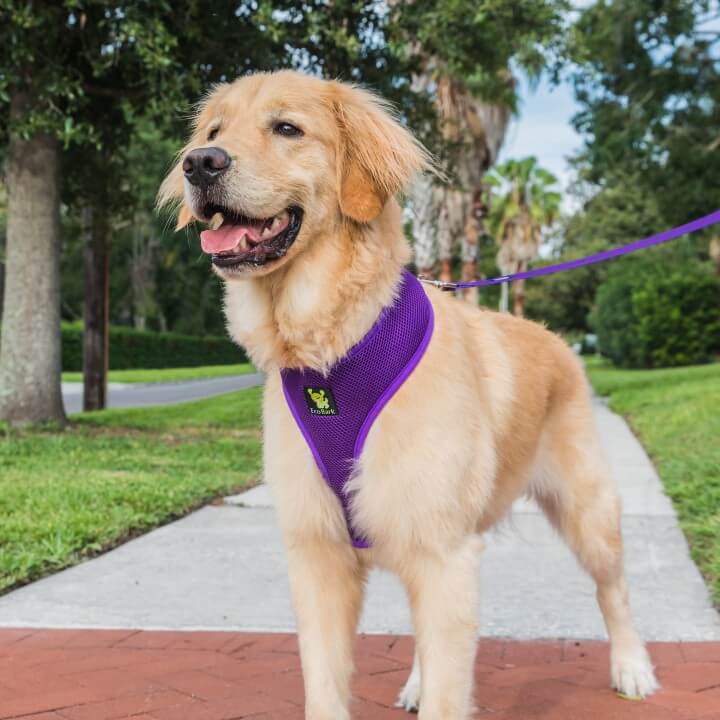 EcoBark Purple Dog Leash- Padded Comfort Grip Leash Dog Pattern - 4ft, 5ft, and 6ft  for XS, Small, and Medium Dogs