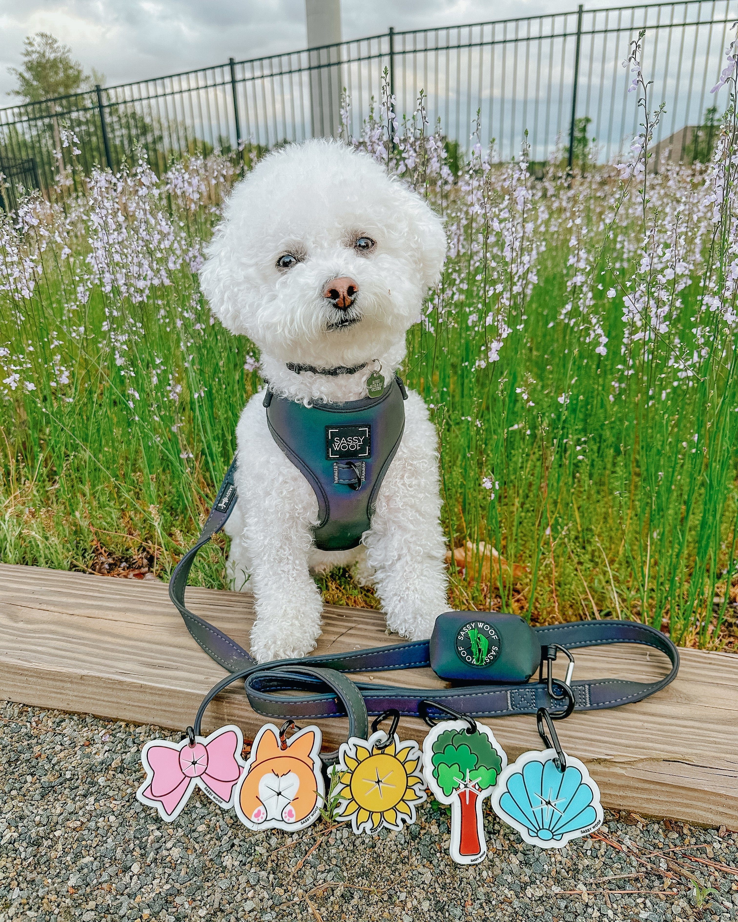 Dog Leash - Reflection